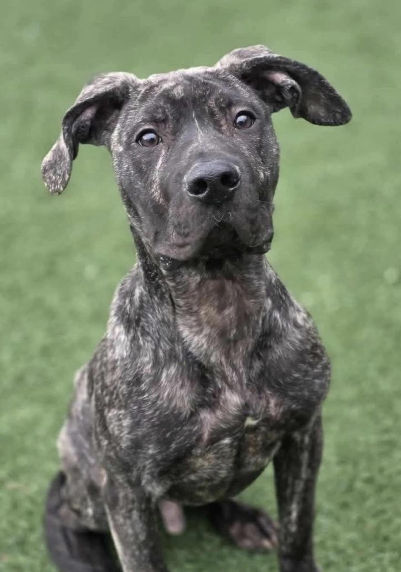 Enlarge Xander, a ADOPTABLE mixed breed in Kutztown, PA image 1/1