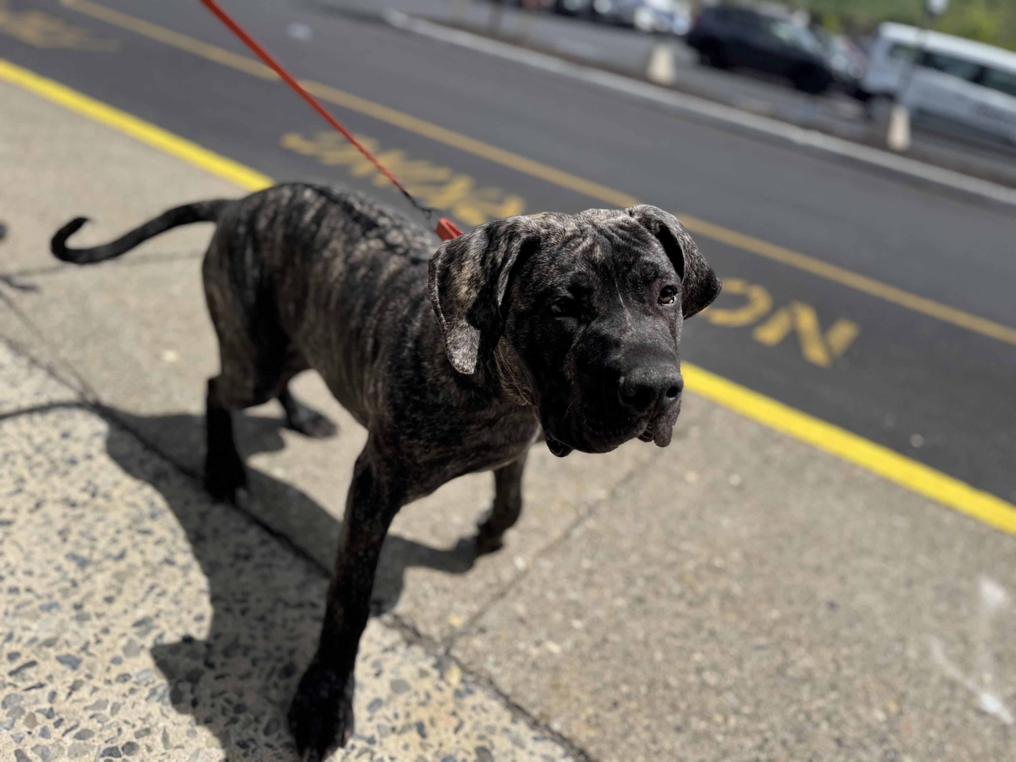 Xander, an adoptable mixed breed in Kutztown, PA image 4/4