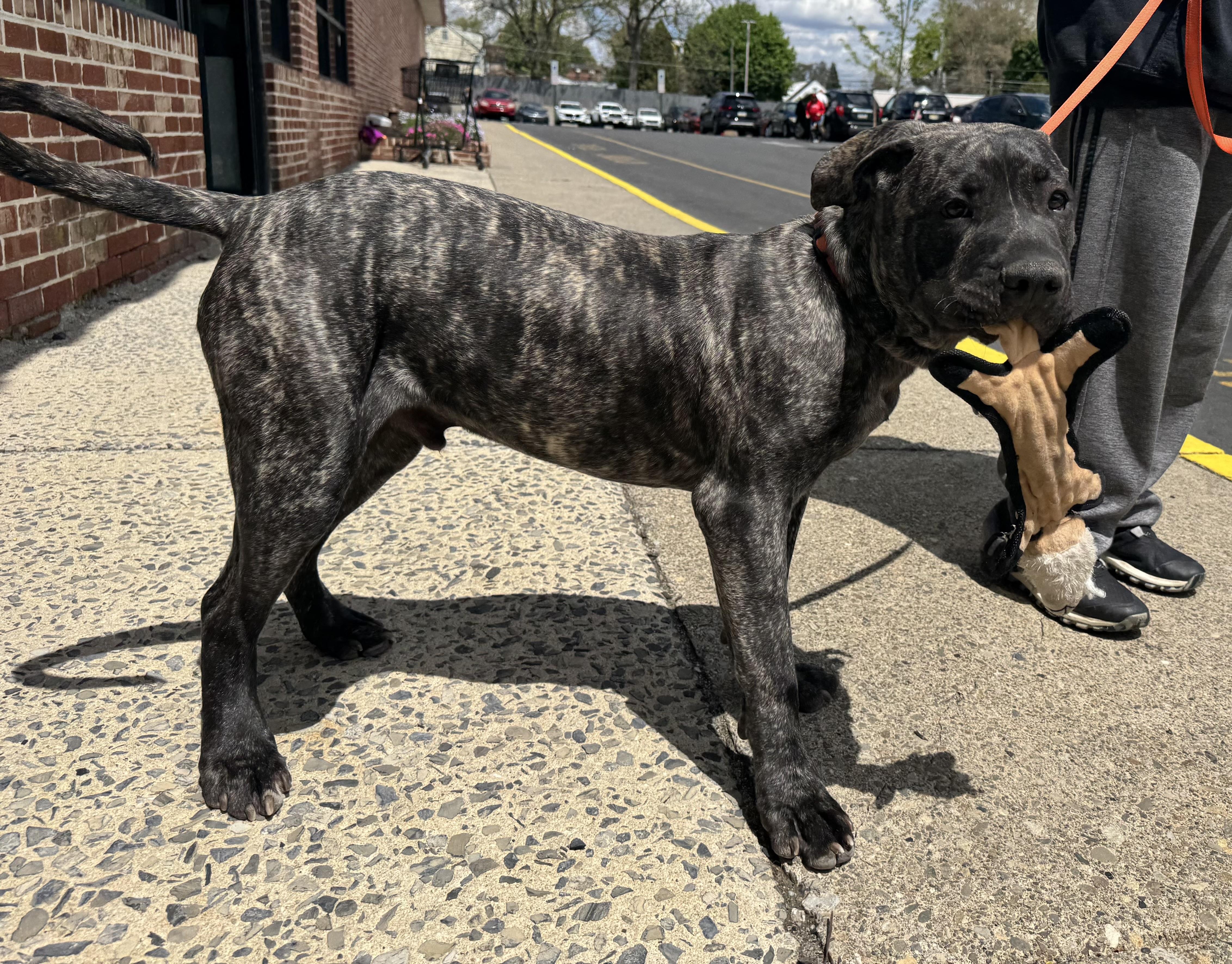 Xander, an adoptable mixed breed in Kutztown, PA image 2/4