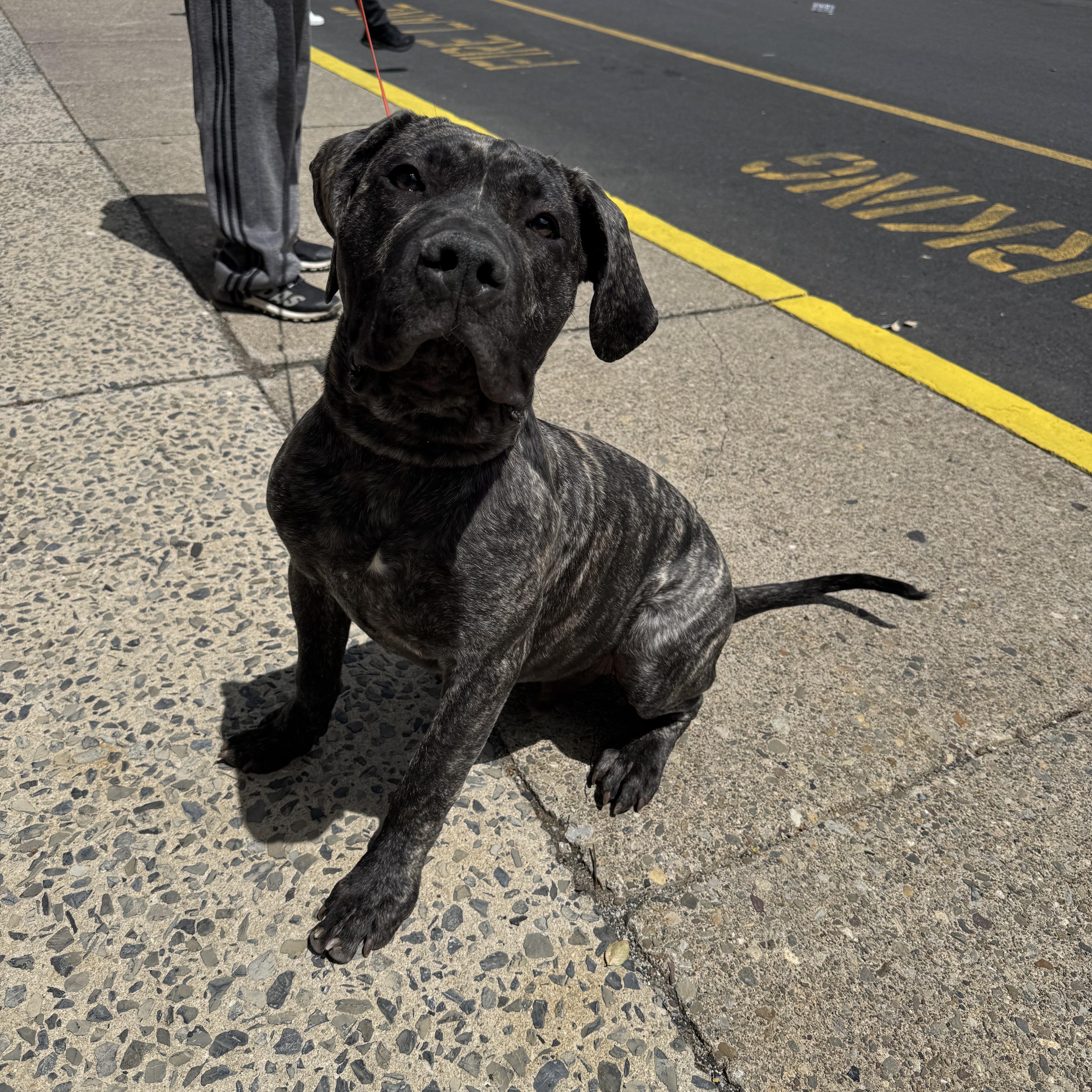 Xander, an adoptable mixed breed in Kutztown, PA image 3/4