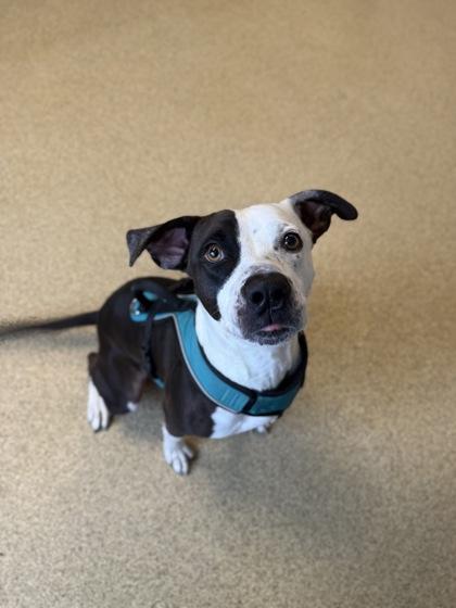 Ty, Adoptable, Adult Male Pit Bull Terrier & Mixed Breed.