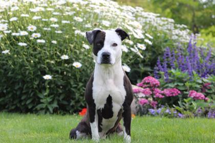 Ty, a Adoptable mixed breed in Harbor Springs, MI image 2/3