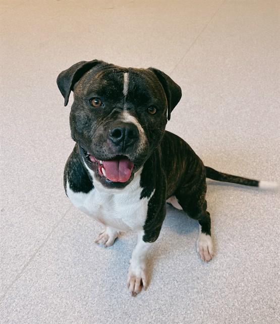 MARTY, Adoptable, Adult Male American Bulldog.
