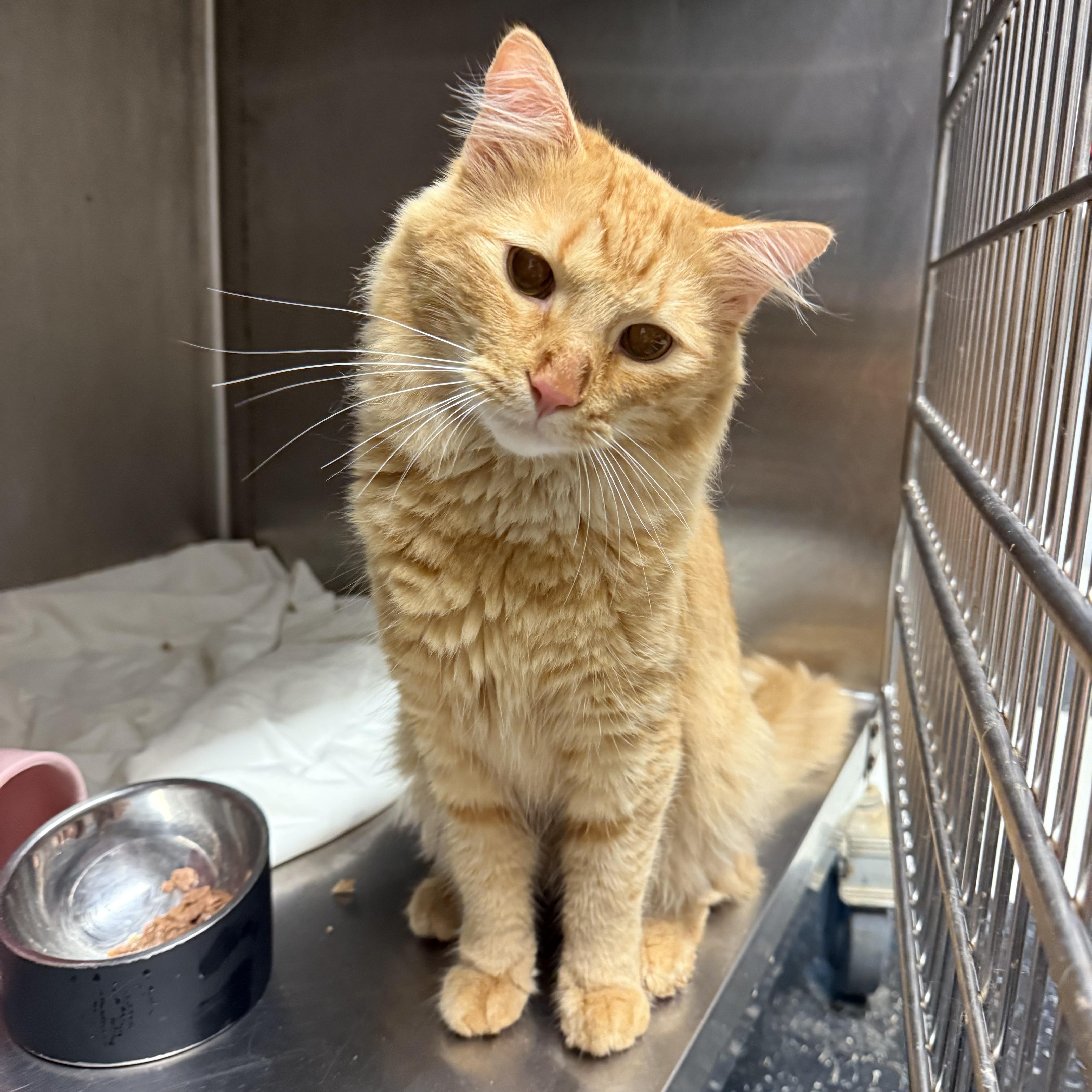 Buttercream, adopted, Young Male Domestic Long Hair.