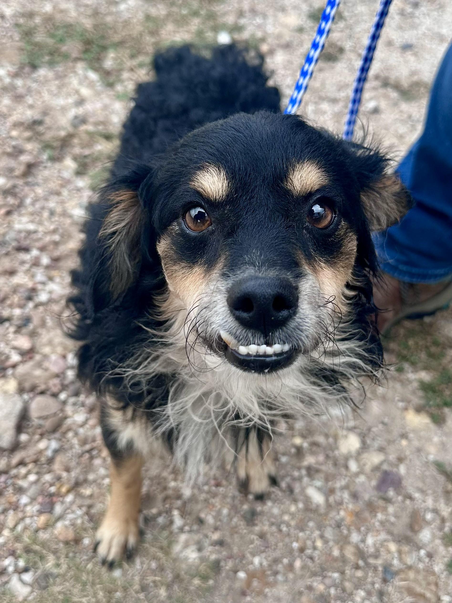 Maurice - Tagged4Rescue, adopted, Adult Male Shih Tzu.