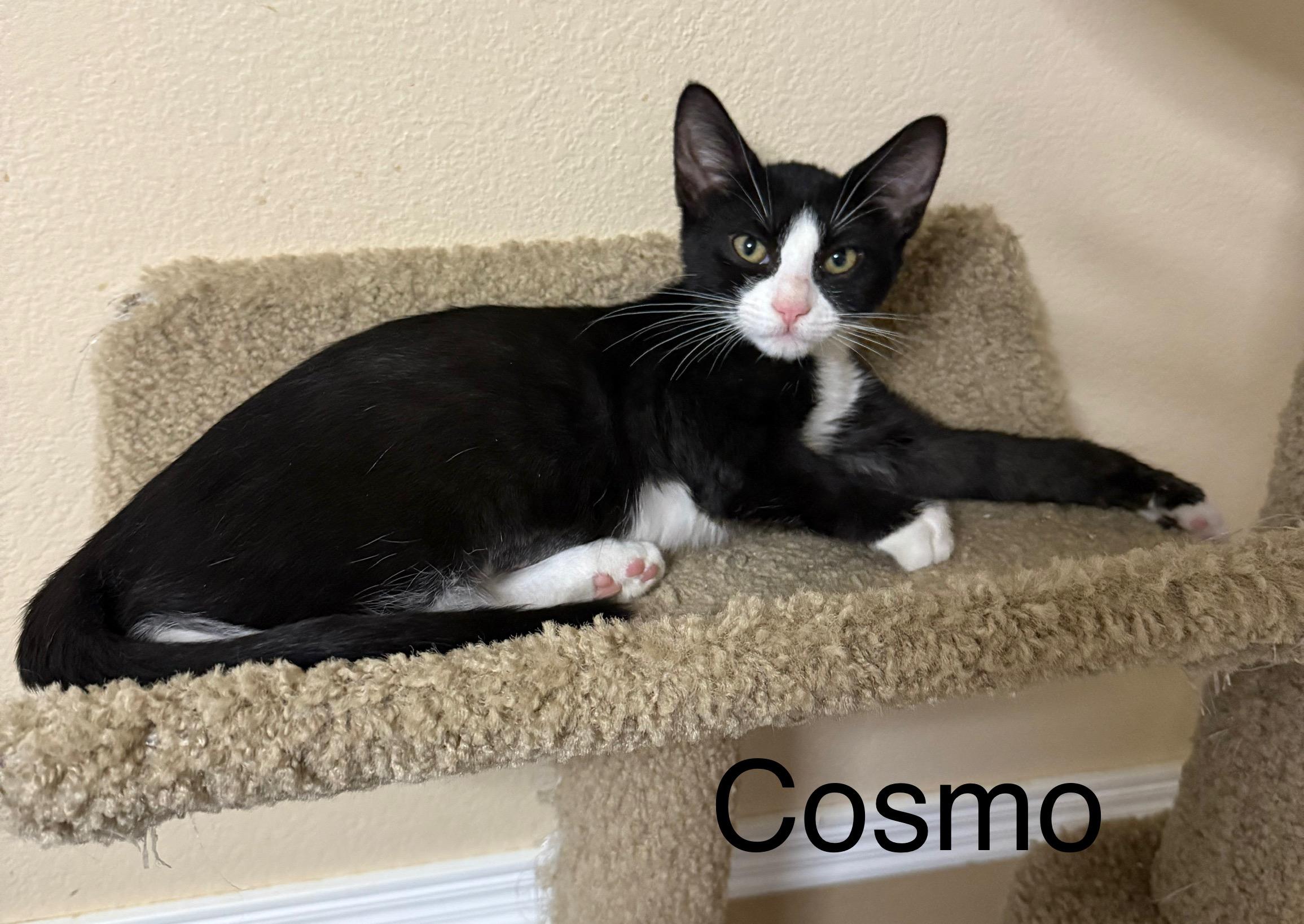 Cosmo