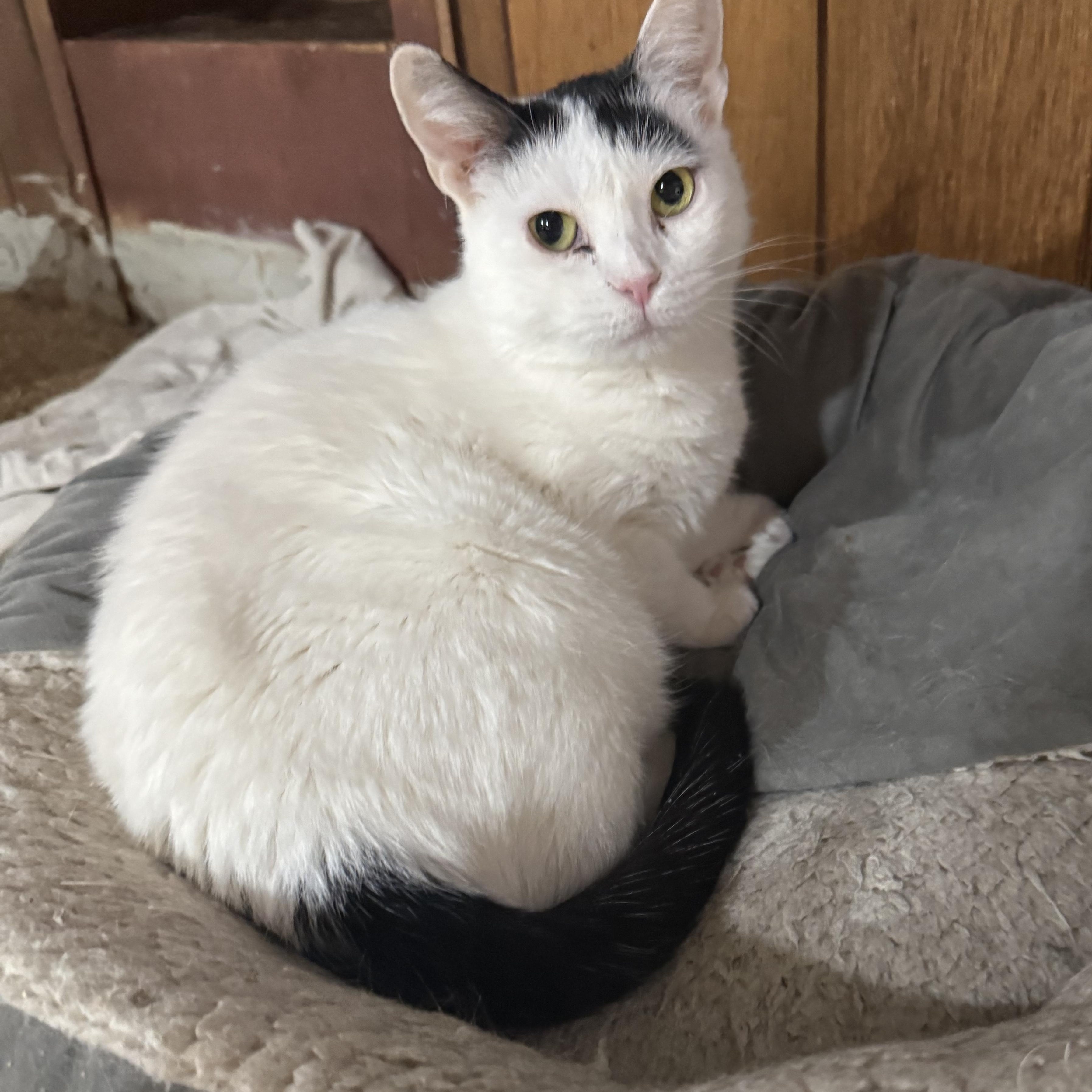 Tequila (CH), ADOPTABLE, Adult Female Domestic Short Hair.