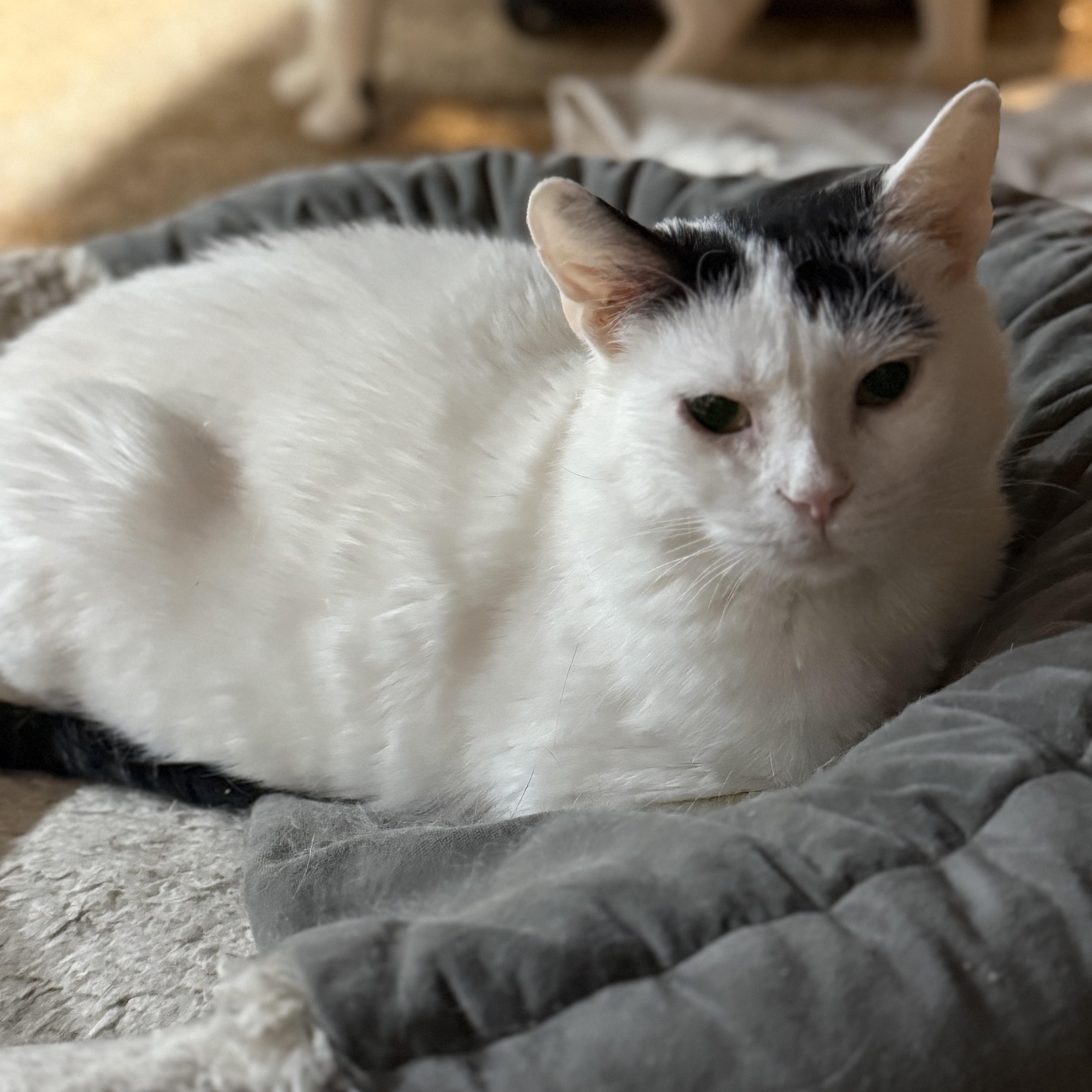 Enlarge Tequila (CH), a ADOPTABLE Domestic Short Hair in Crompond, NY image 2/3