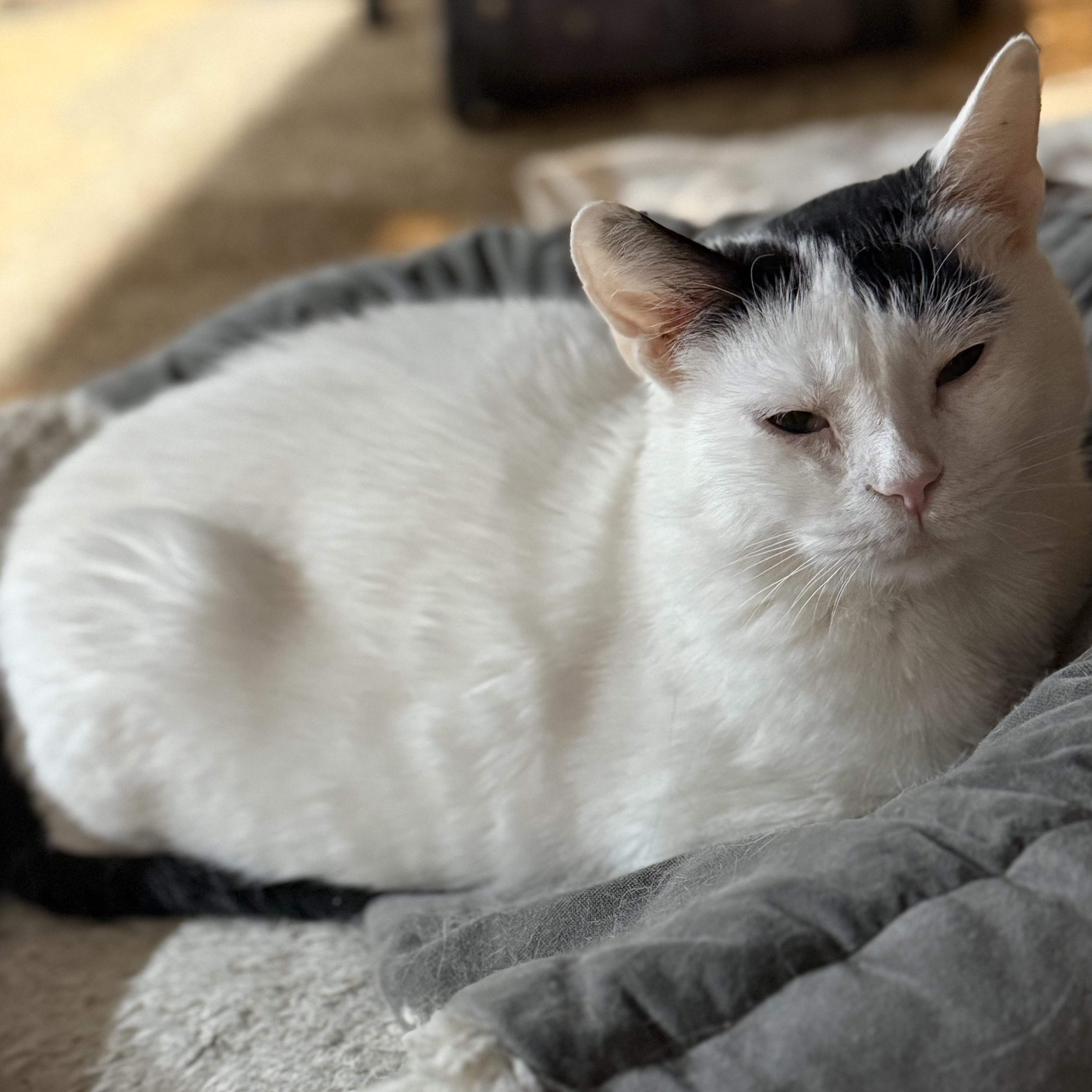 Enlarge Tequila (CH), a ADOPTABLE Domestic Short Hair in Crompond, NY image 3/3