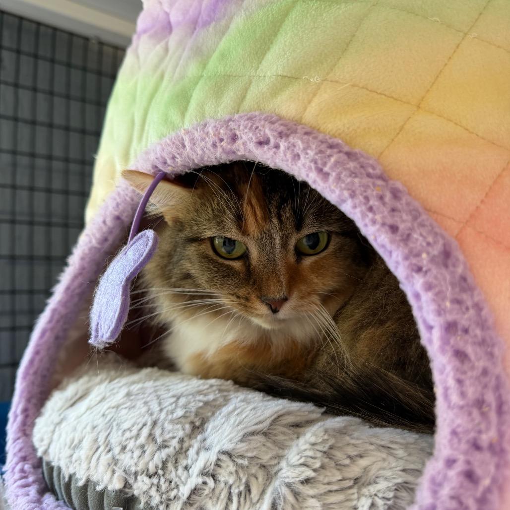 Trixie, Adoptable, Adult Female Domestic Long Hair.