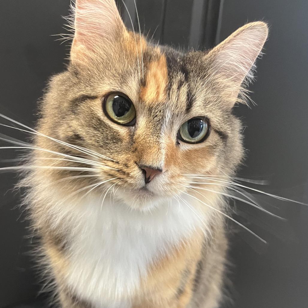 Trixie, a Adoptable Domestic Long Hair in Ruckersville, VA image 2/3