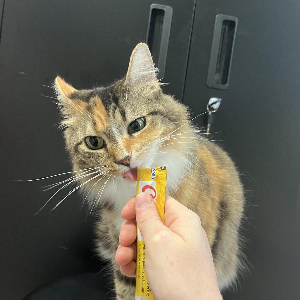 Trixie, a Adoptable Domestic Long Hair in Ruckersville, VA image 3/3