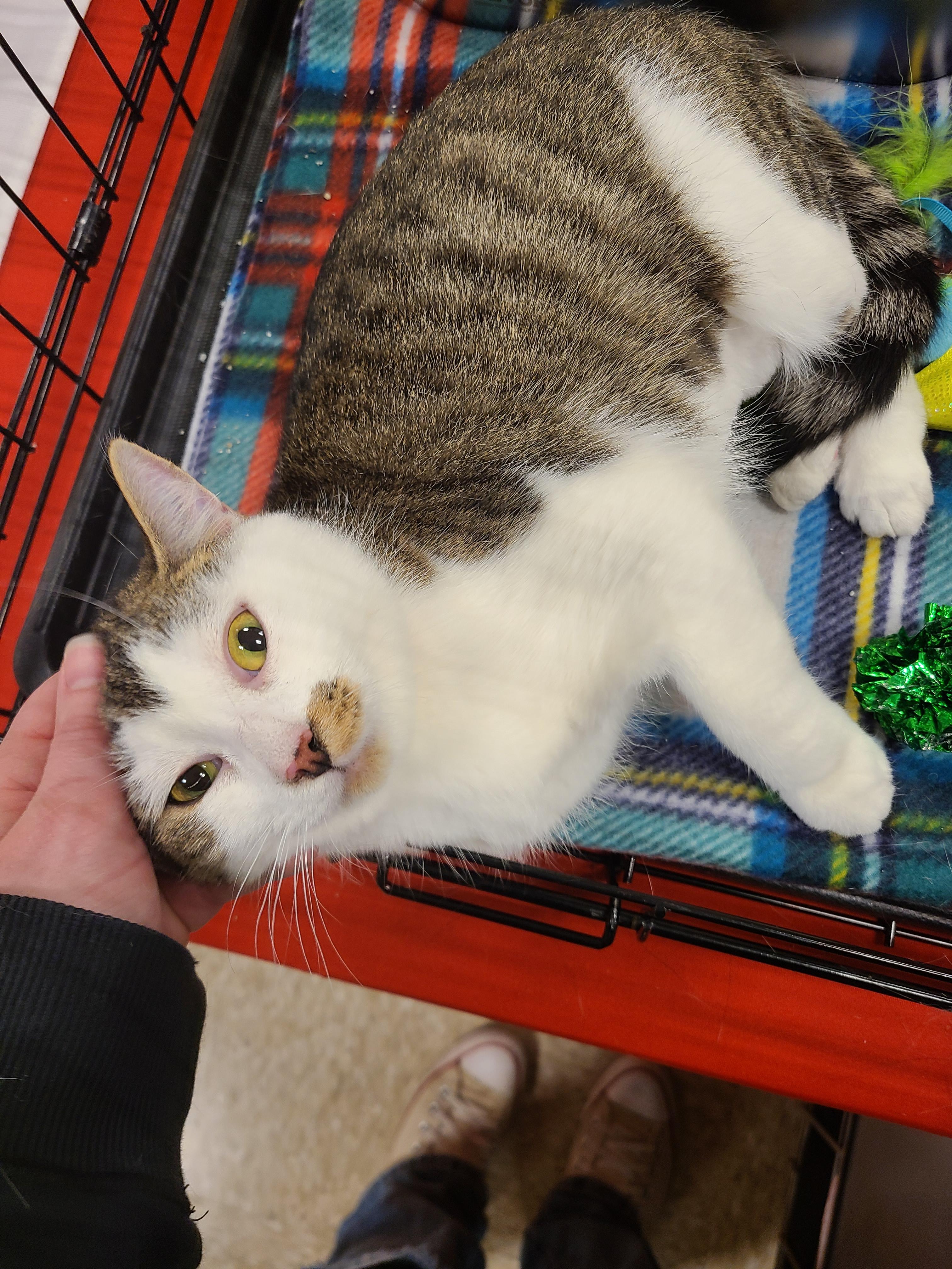 Enlarge Flower Child, an adopted Domestic Short Hair in Gerrardstown, WV image 5/6