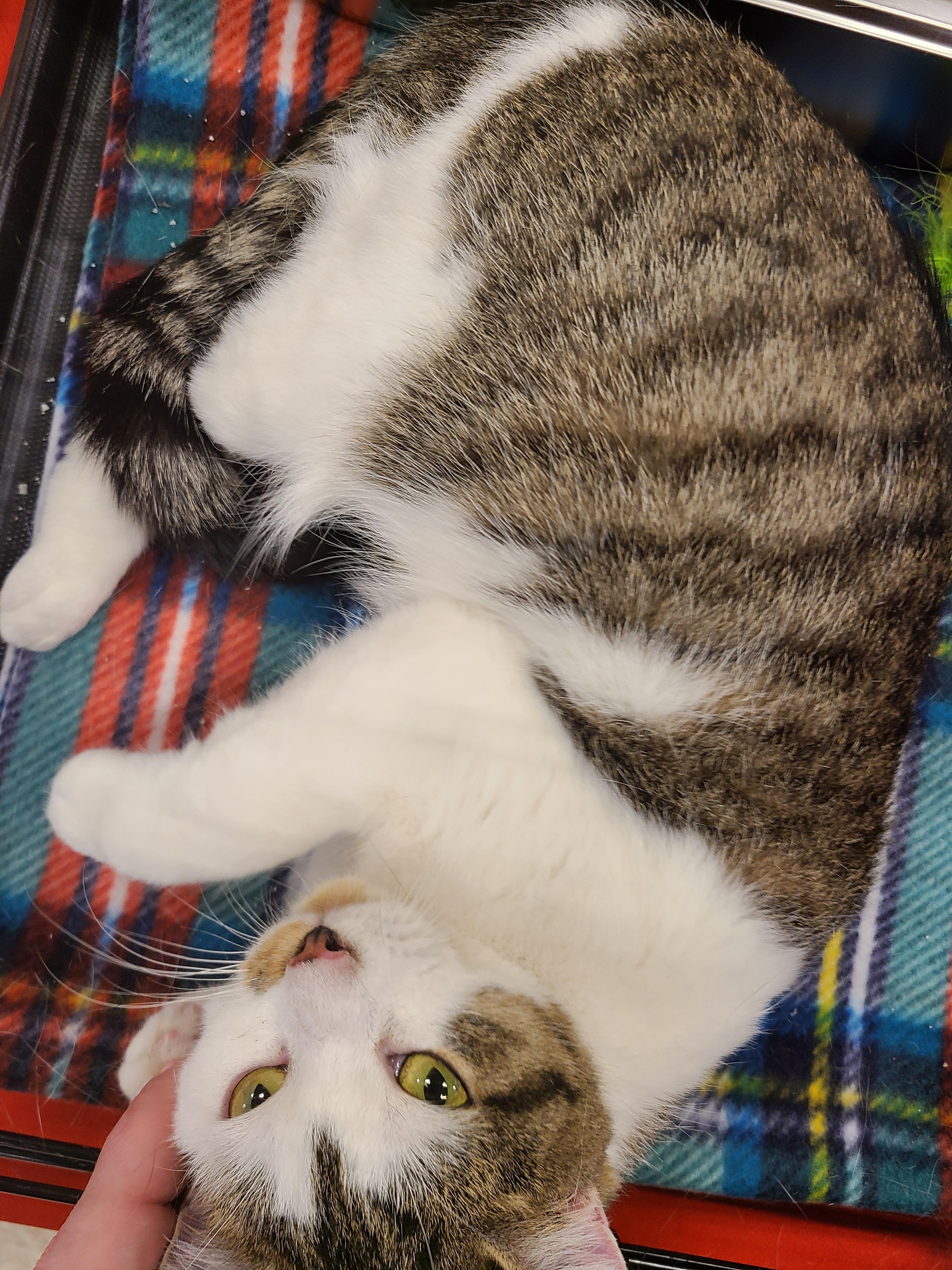 Enlarge Flower Child, an adopted Domestic Short Hair in Gerrardstown, WV image 1/6