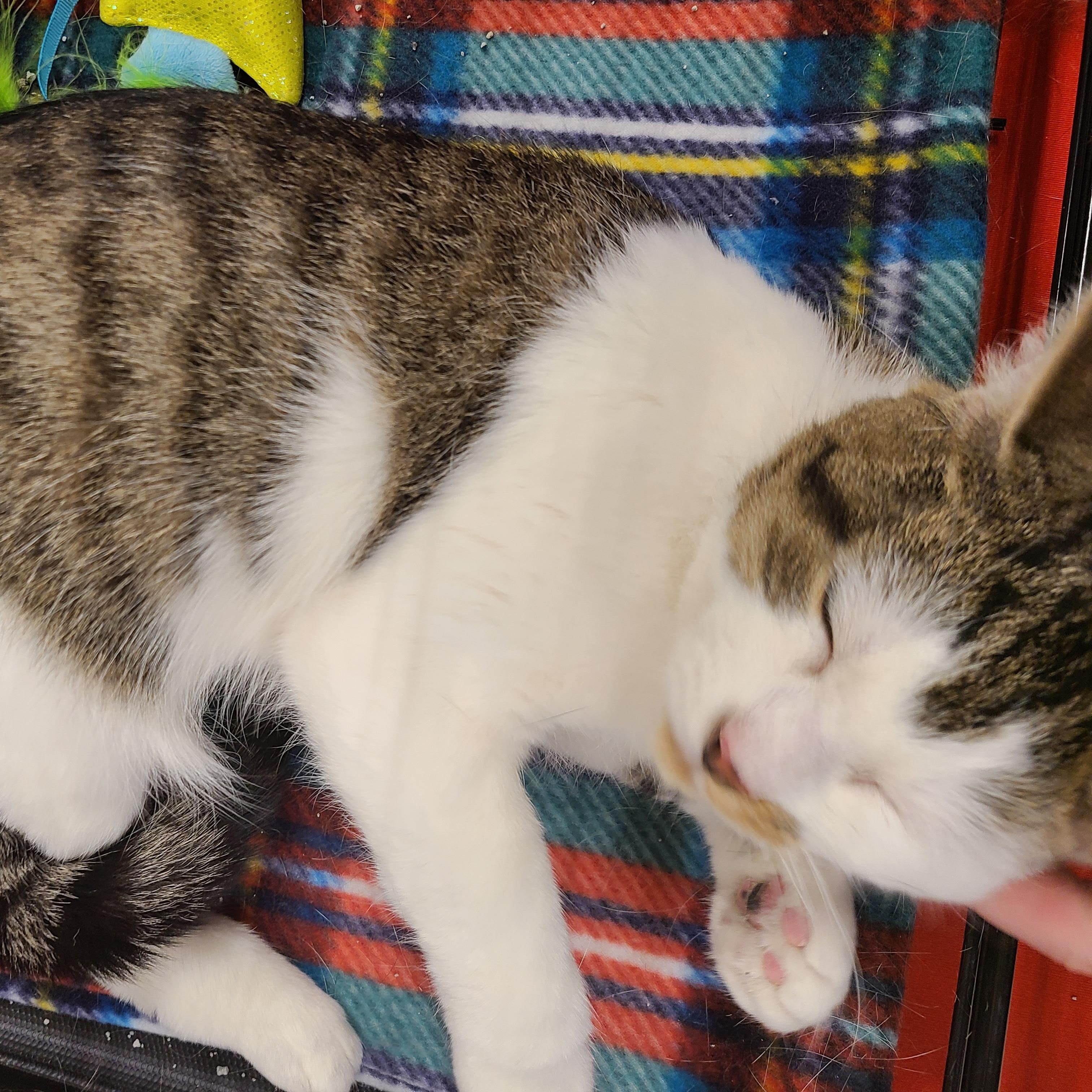 Enlarge Flower Child, an adopted Domestic Short Hair in Gerrardstown, WV image 3/6