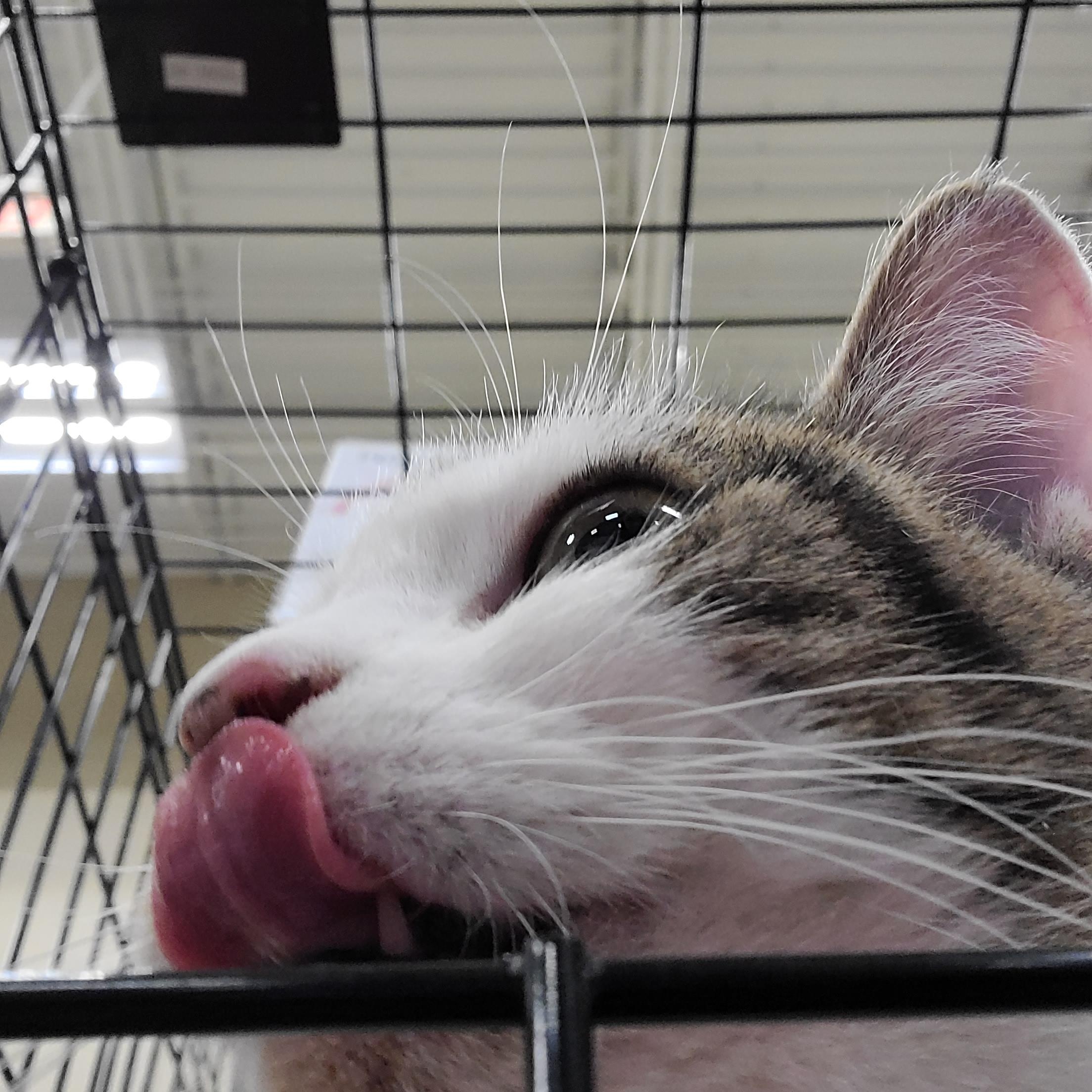 Enlarge Flower Child, an adopted Domestic Short Hair in Gerrardstown, WV image 4/6