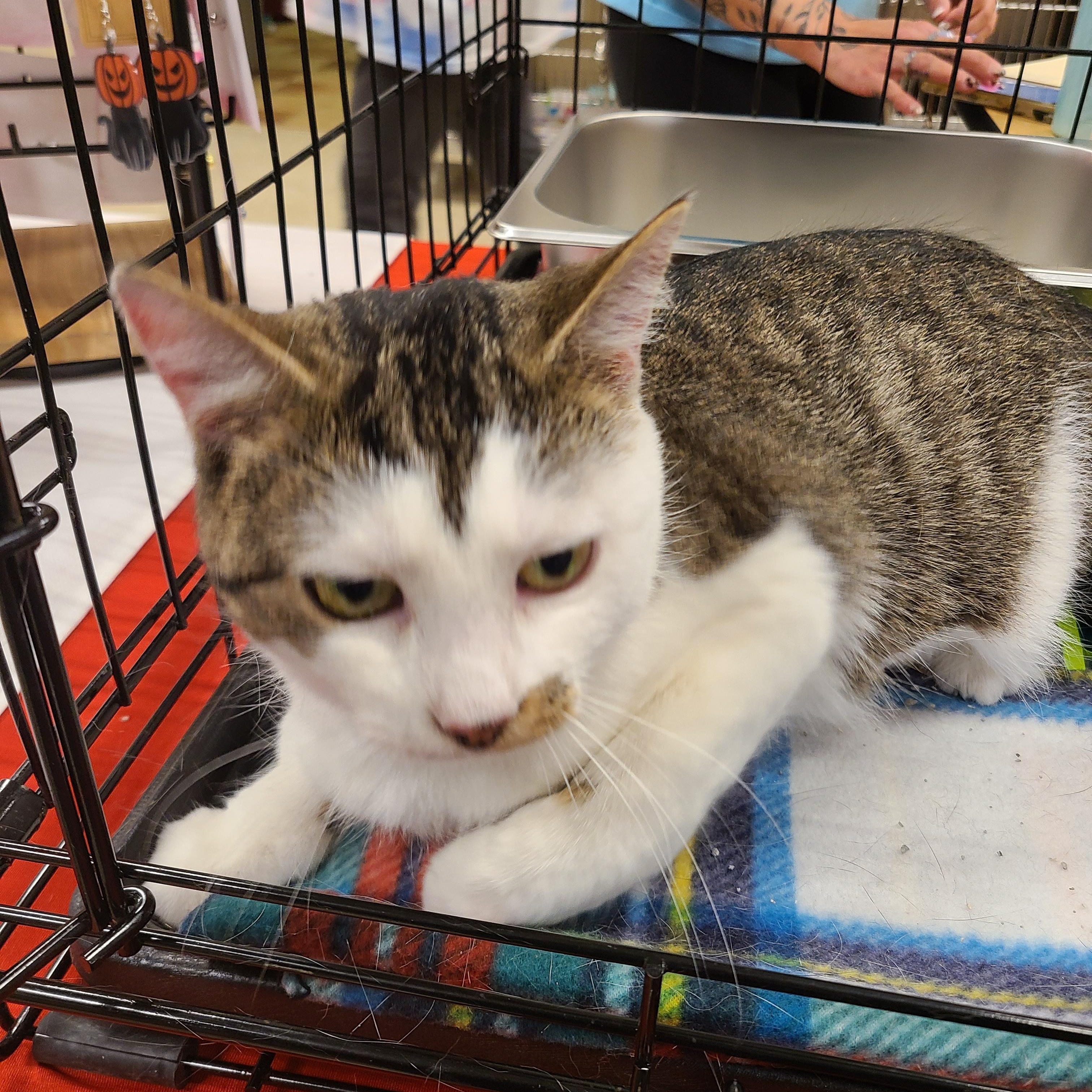 Enlarge Flower Child, an adopted Domestic Short Hair in Gerrardstown, WV image 6/6