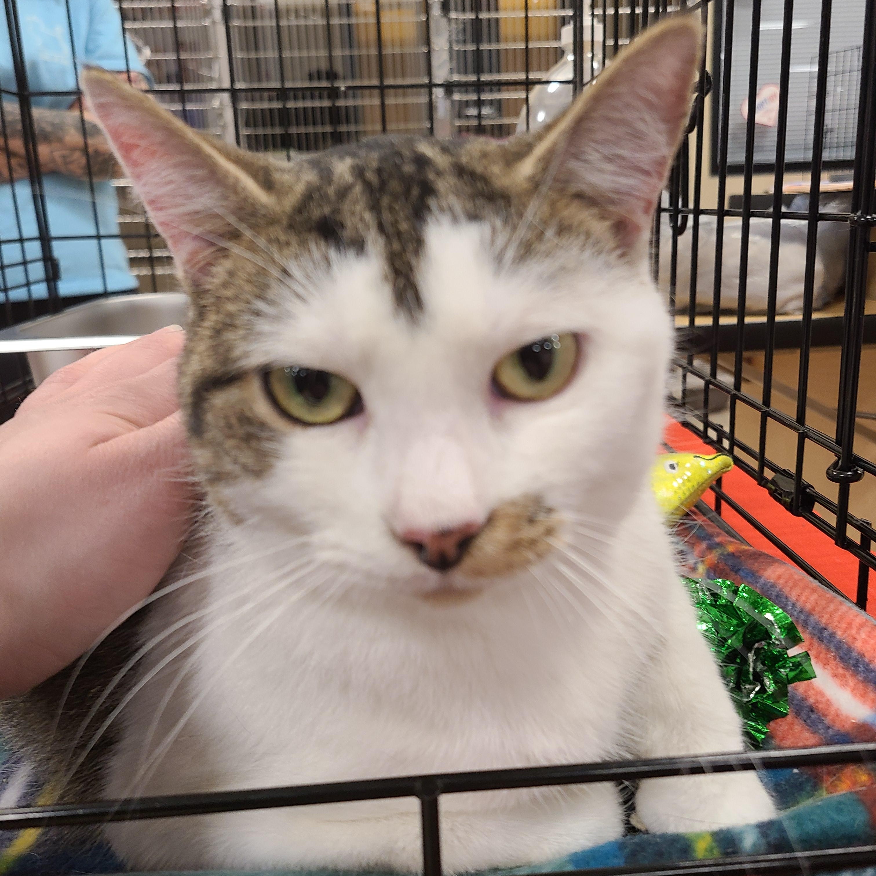 Enlarge Flower Child, an adopted Domestic Short Hair in Gerrardstown, WV image 2/6