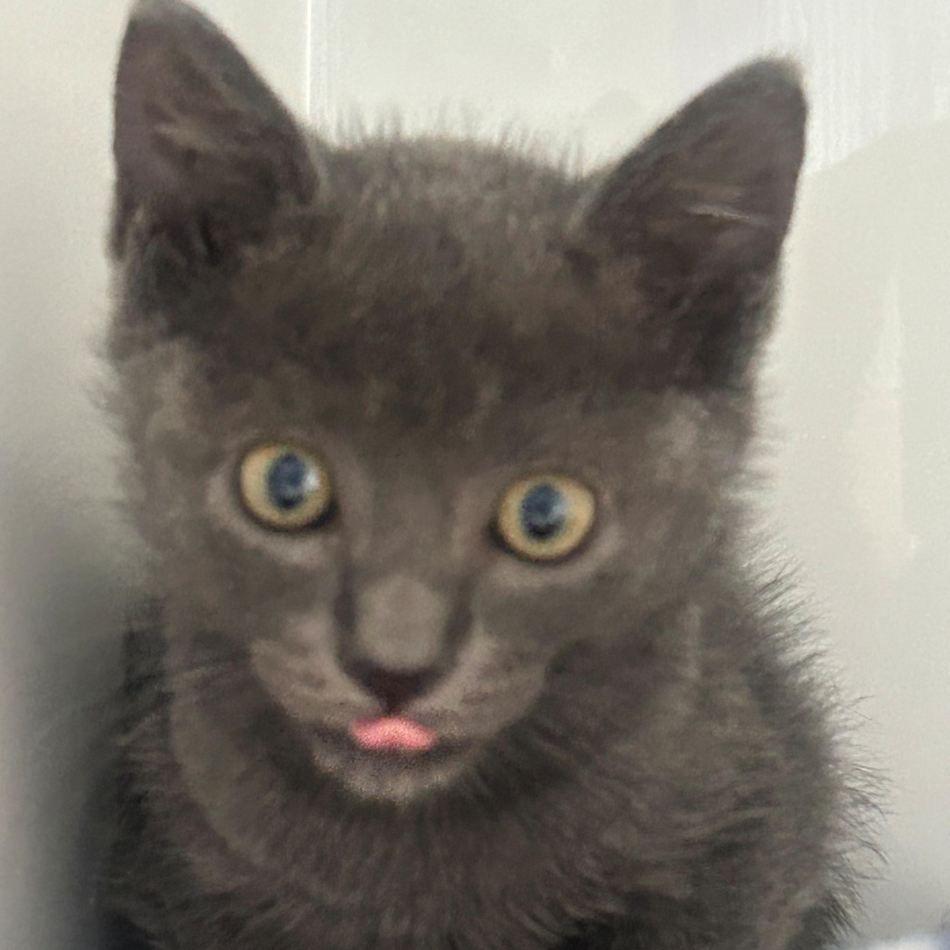 Neo, adopted, Kitten Male Russian Blue & Domestic Short Hair.