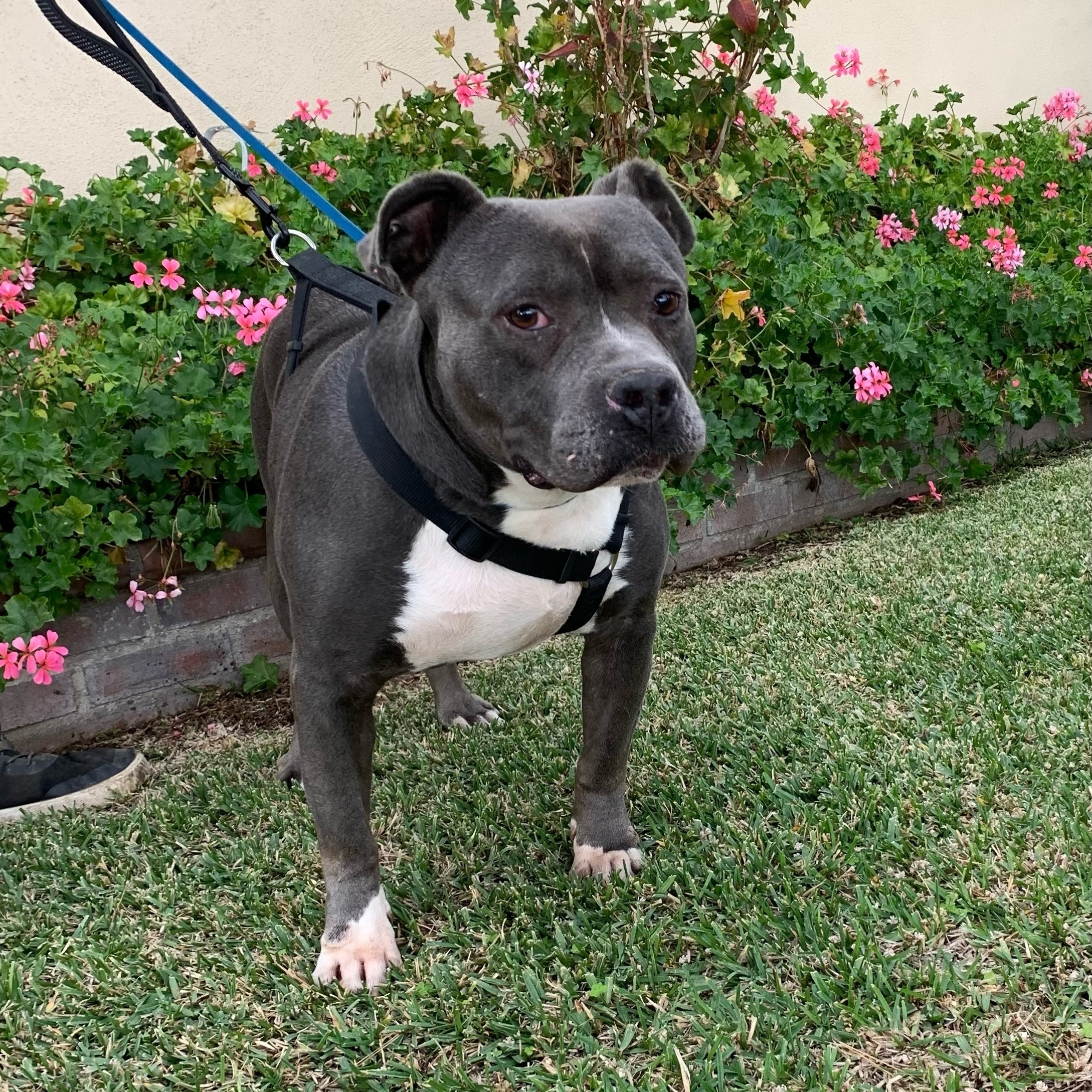 Enlarge Remy, an adopted mixed breed in Huntington Beach, CA image 2/6