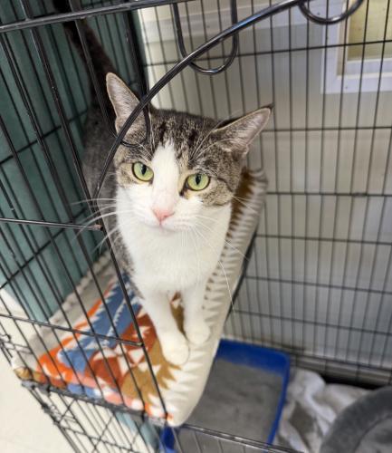 Violet, Adoptable, Adult Female Tabby & Domestic Short Hair.