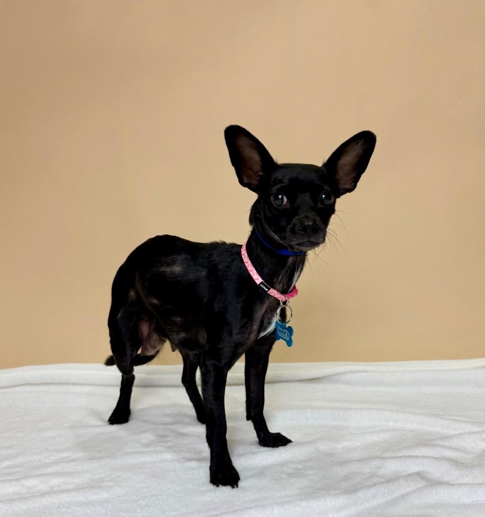 Jetta, Adoptable, Adult Female Chihuahua.