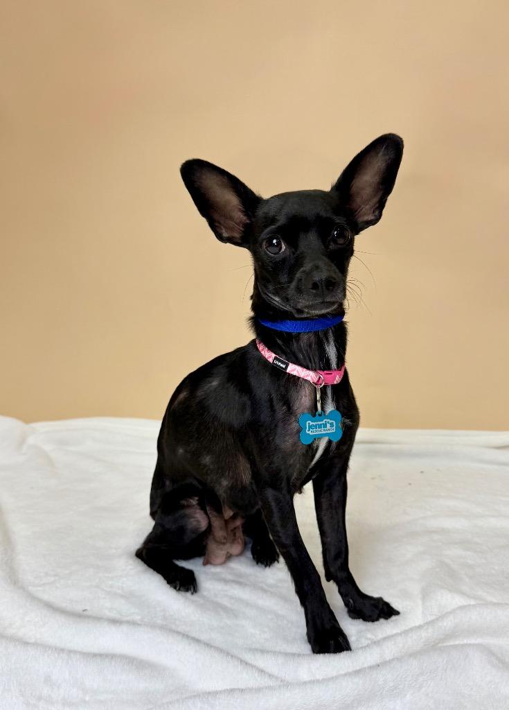 Jetta, Adoptable, Adult Female Chihuahua.
