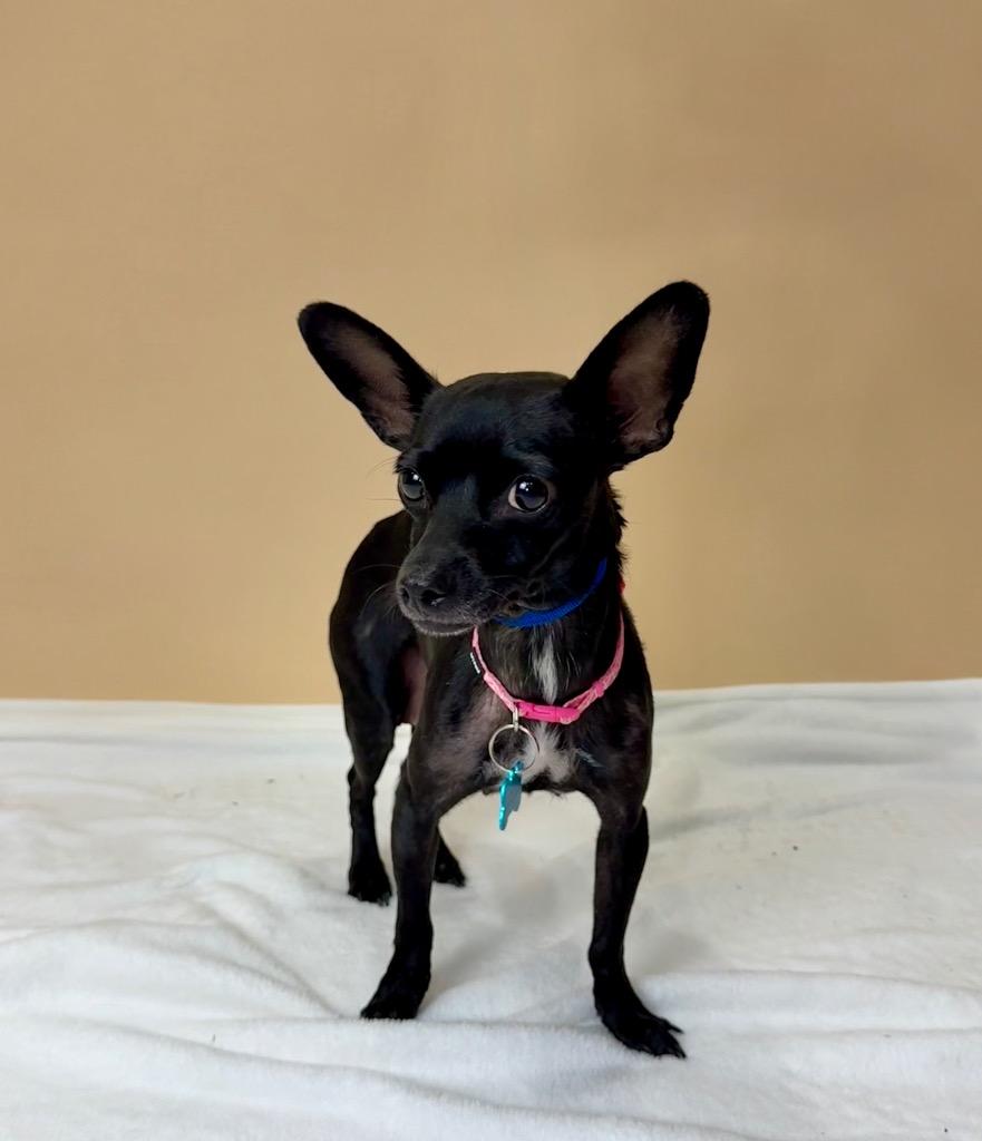 Jetta, a Adoptable Chihuahua in Alvin, TX image 2/4