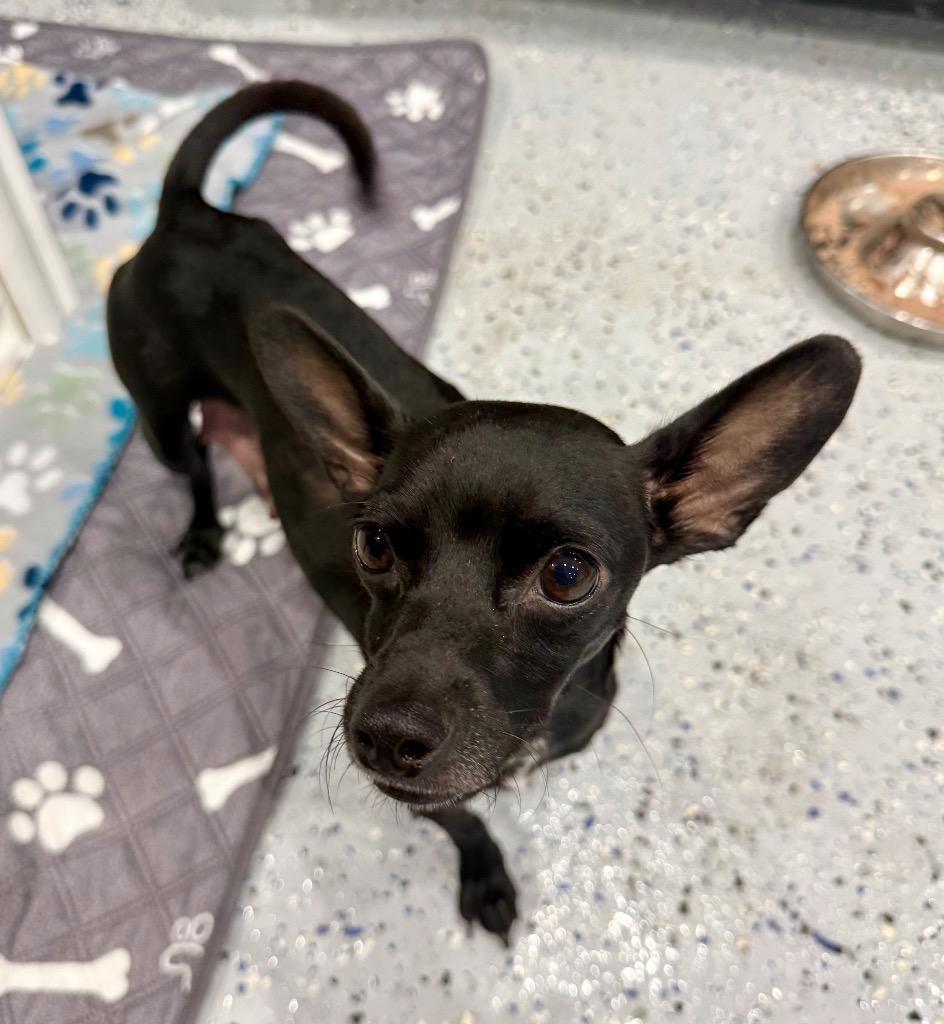 Jetta, a Adoptable Chihuahua in Alvin, TX image 3/4