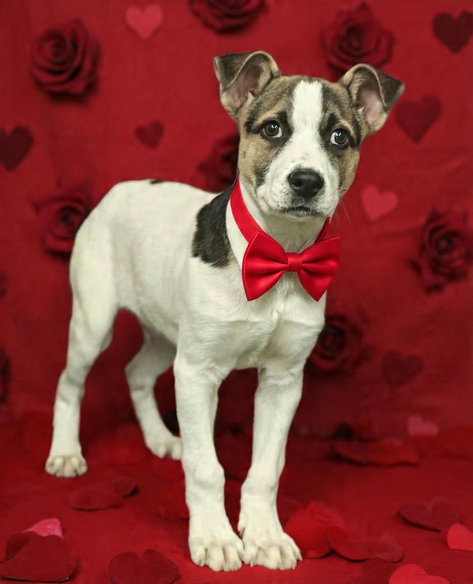 Leo 26/054, Adoptable, Young Male Terrier.