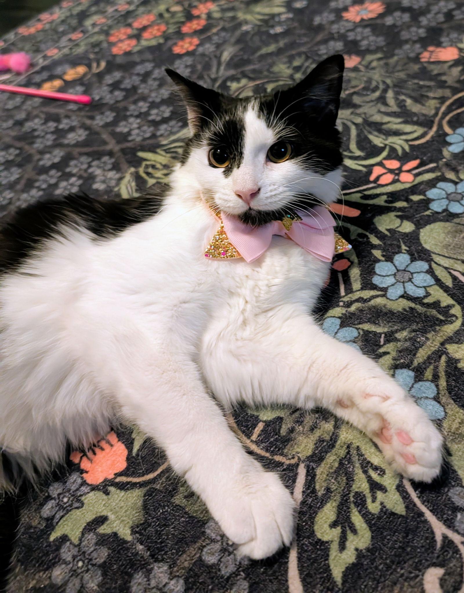 Enlarge MISO (BONDED PAIR), a Adopted Domestic Long Hair in Northfield, OH image 1/3