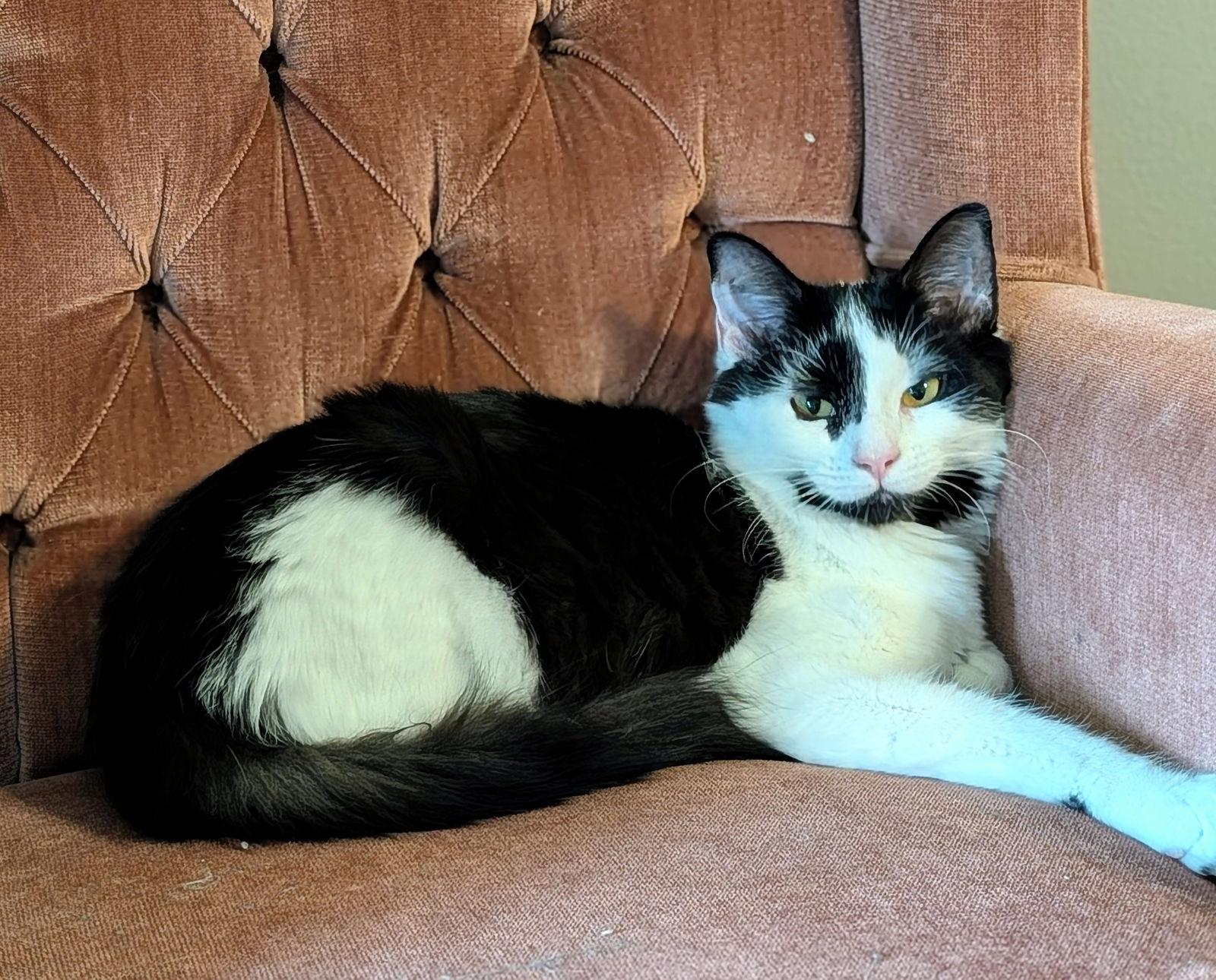 Enlarge MISO (BONDED PAIR), a Adopted Domestic Long Hair in Northfield, OH image 3/3