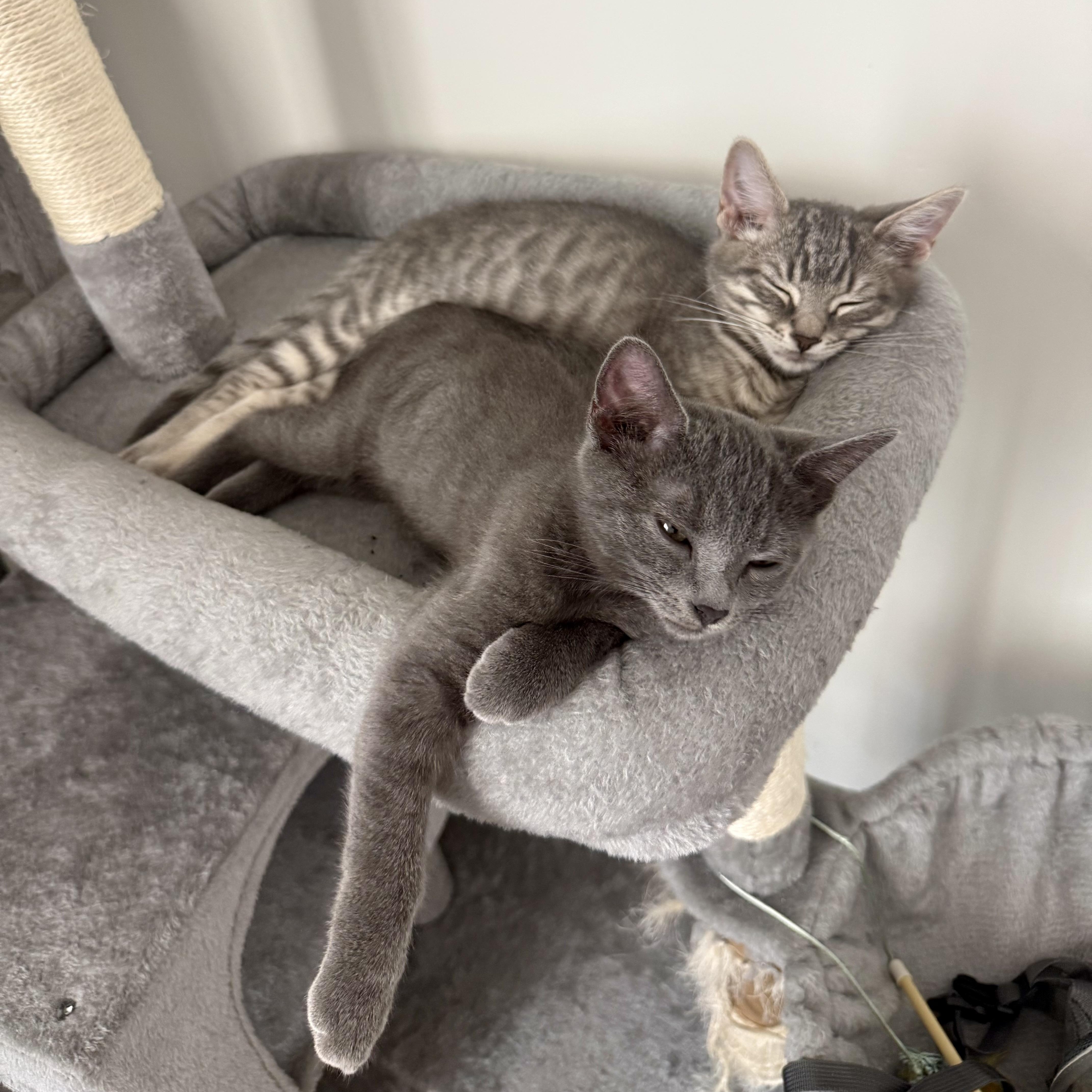Enlarge Rambutan, a Adoptable Domestic Short Hair in Richmond, VA image 2/6