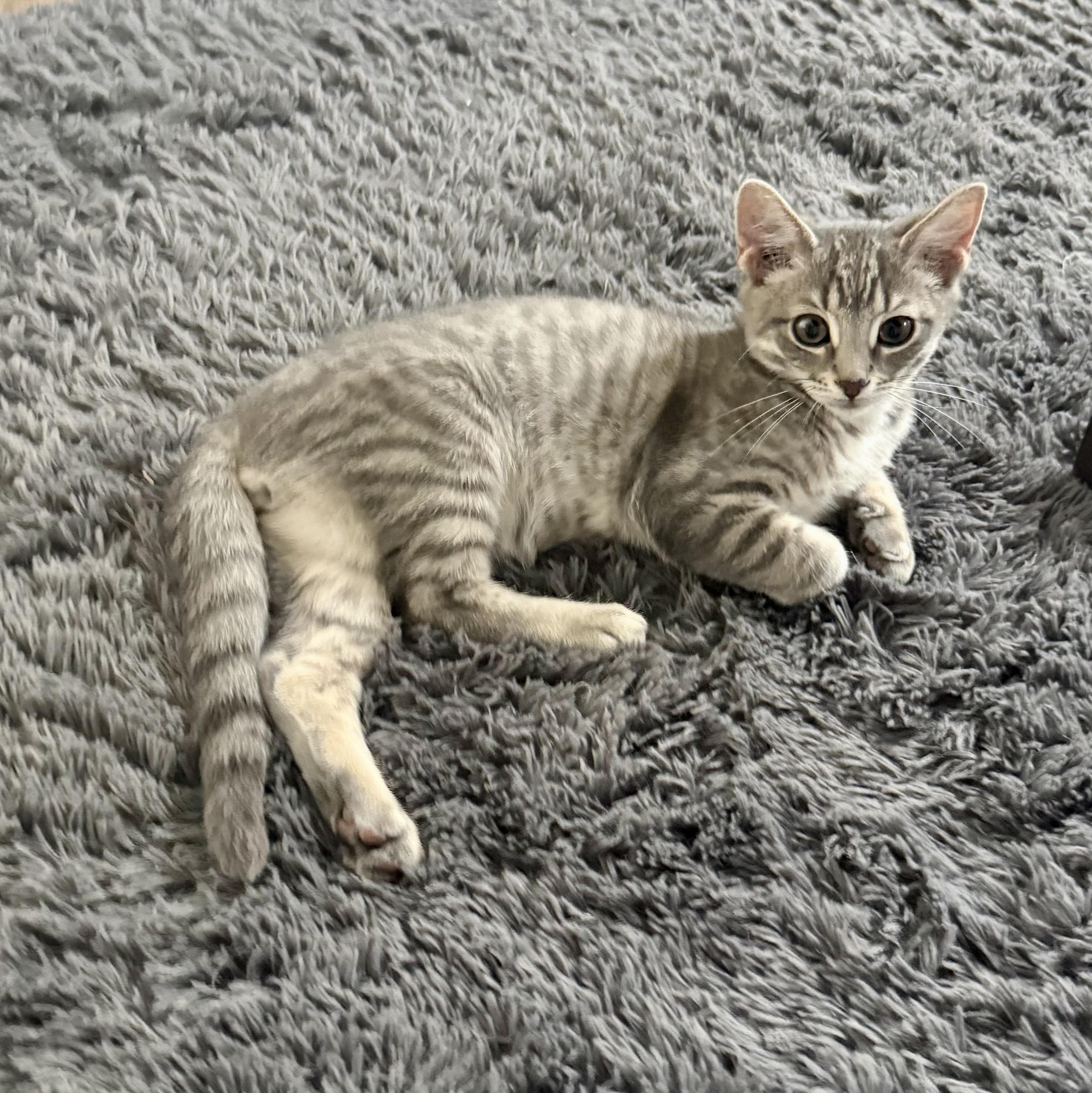 Rambutan, Adoptable, Kitten Male Domestic Short Hair.