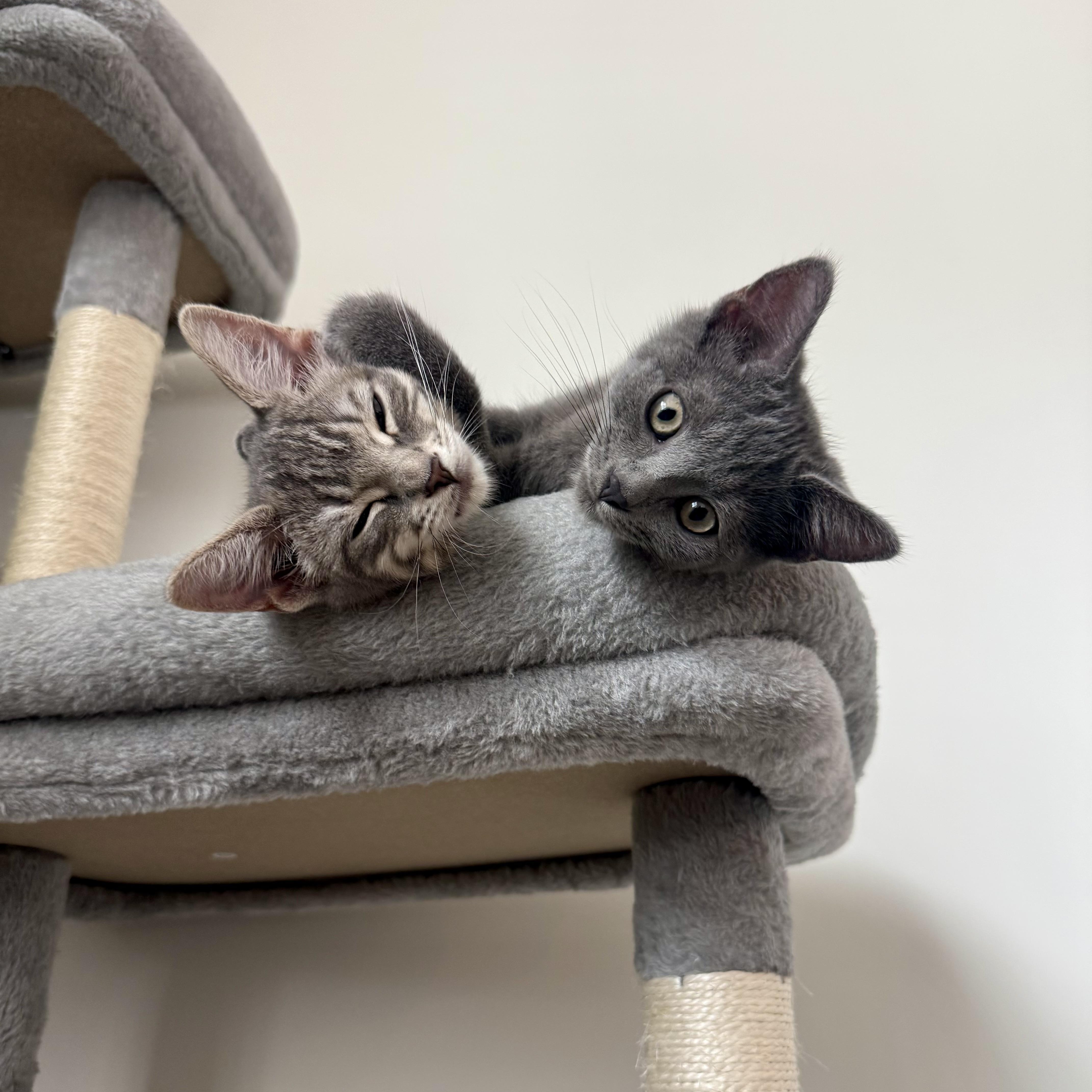 Enlarge Rambutan, a Adoptable Domestic Short Hair in Richmond, VA image 4/6