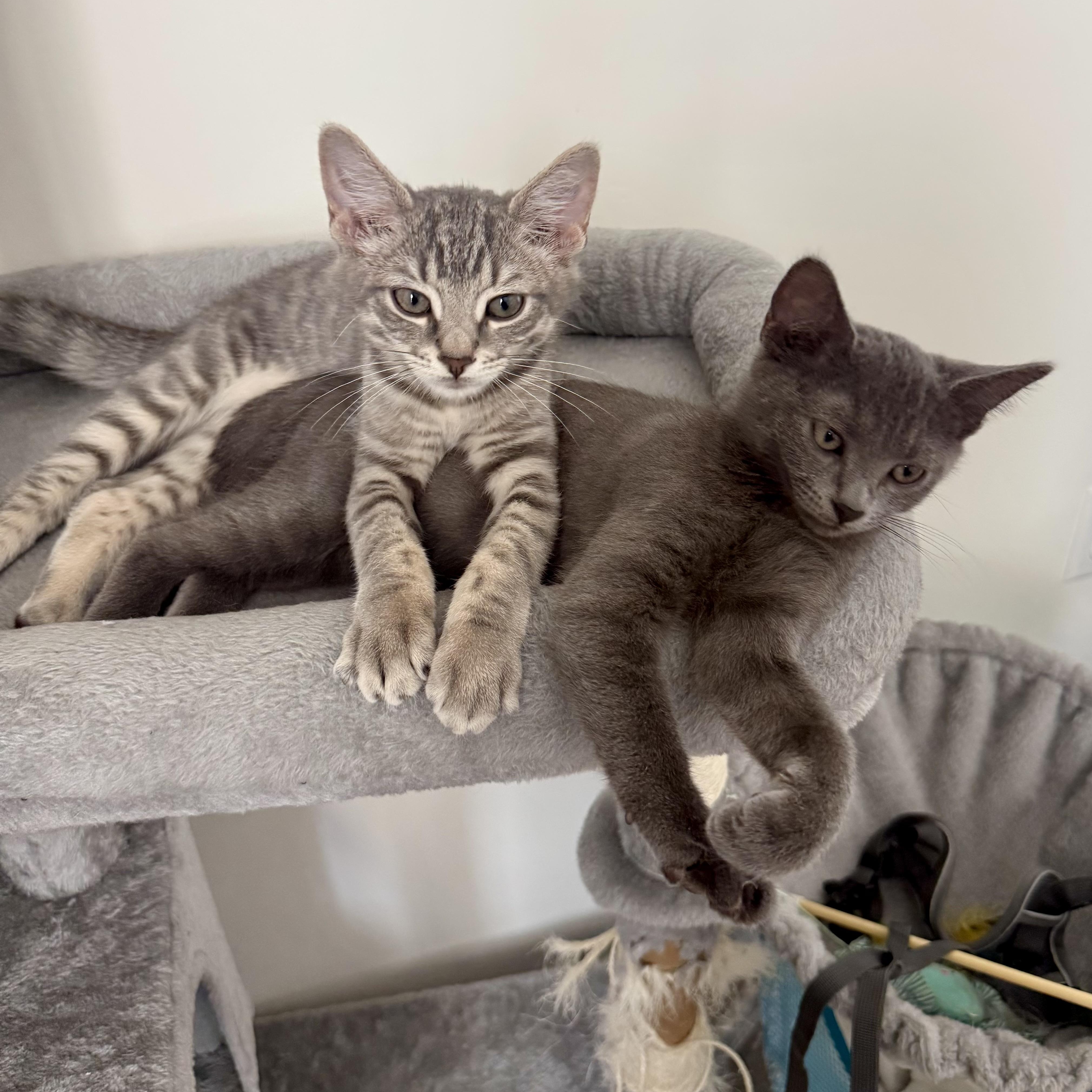 Enlarge Rambutan, a Adoptable Domestic Short Hair in Richmond, VA image 5/6