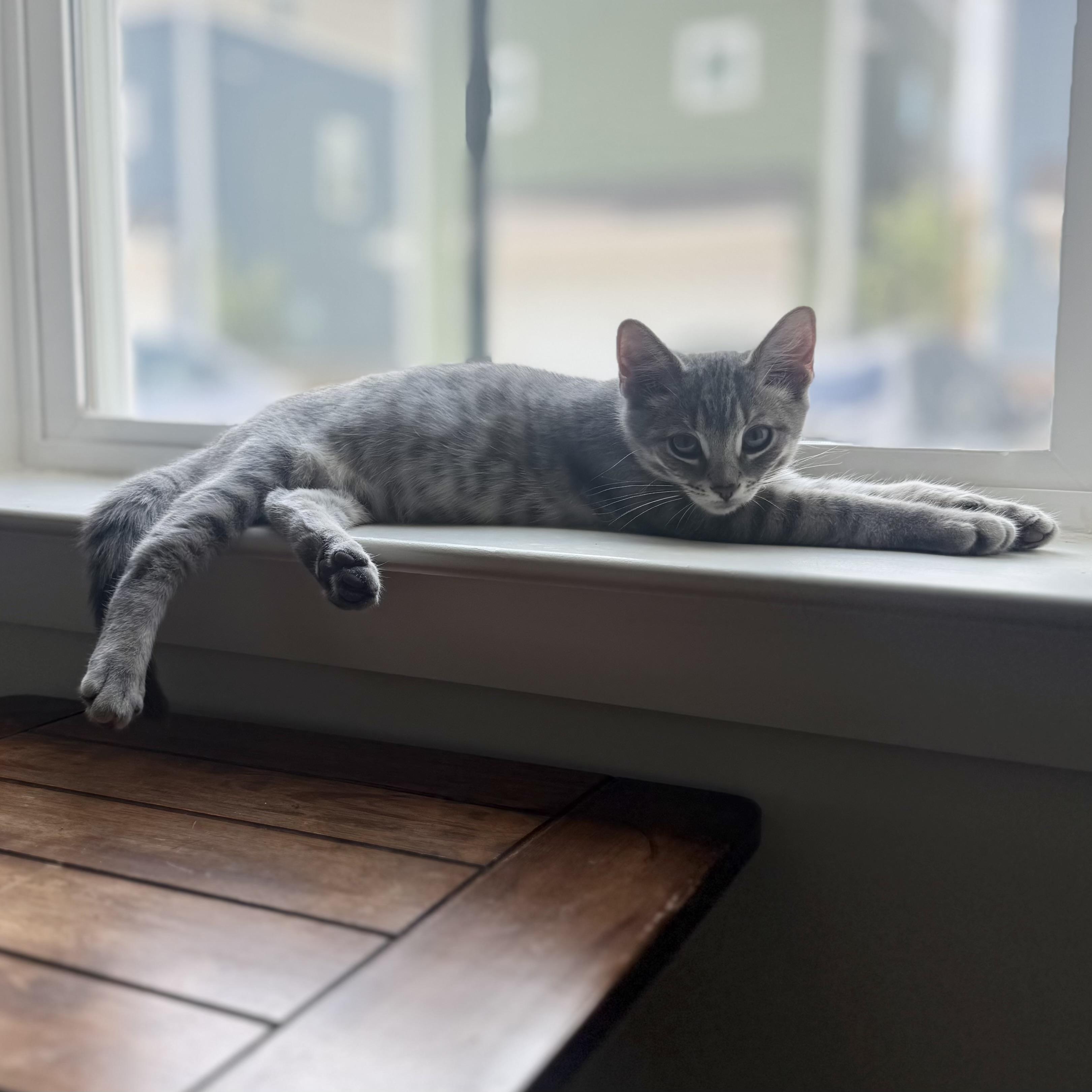 Enlarge Rambutan, a Adoptable Domestic Short Hair in Richmond, VA image 6/6