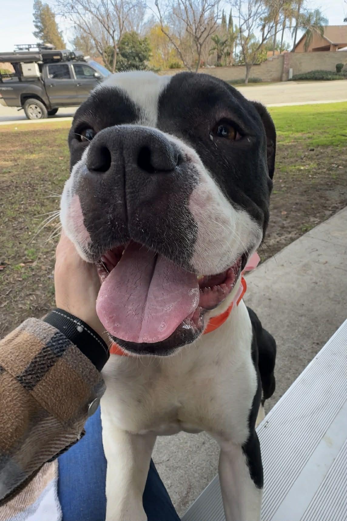 Enlarge Bree **Courtesy Post. Out of town pet. See below for details**, an adopted Pit Bull Terrier in Eagle, ID image 1/3