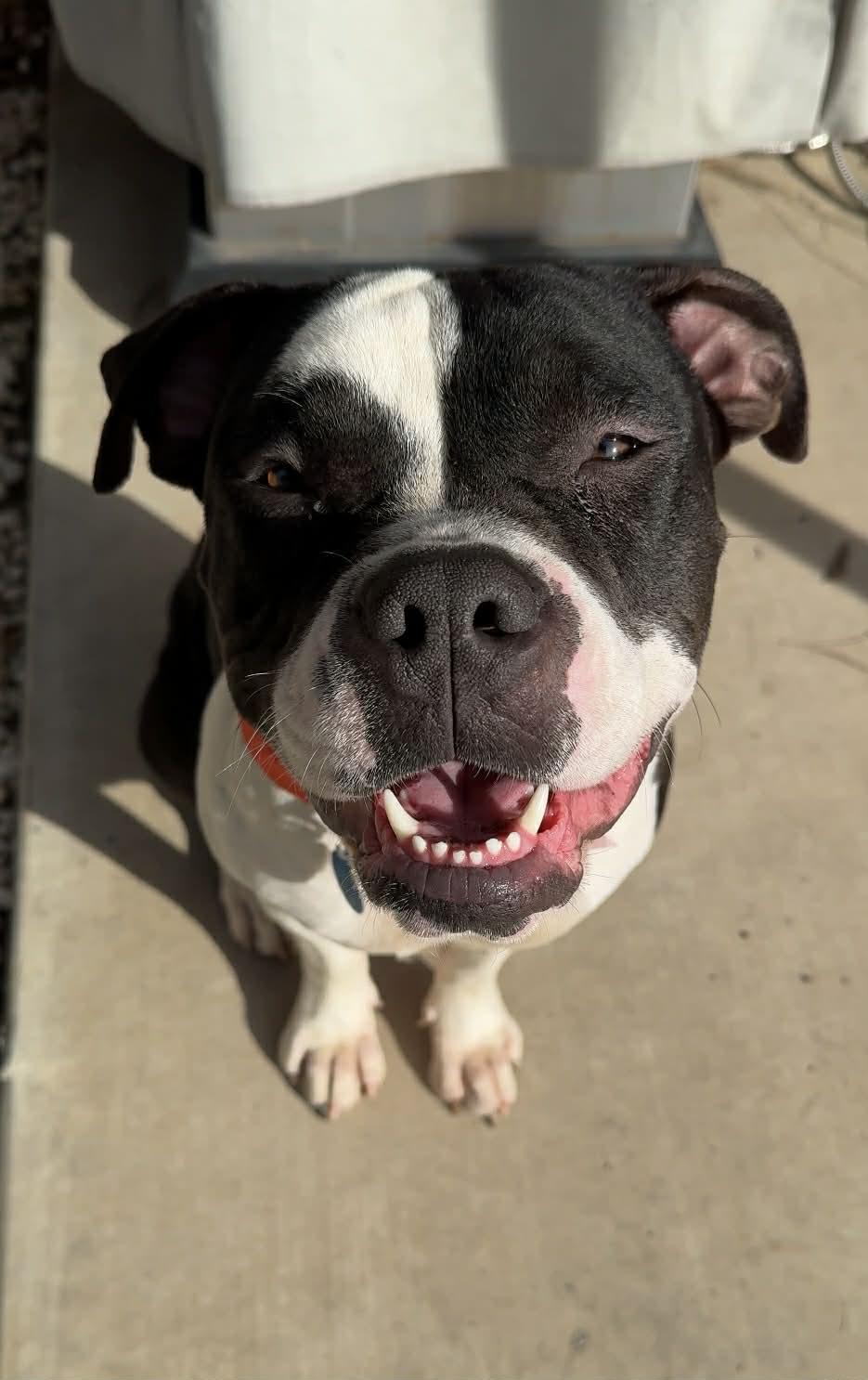 Enlarge Bree **Courtesy Post. Out of town pet. See below for details**, an adopted Pit Bull Terrier in Eagle, ID image 2/3