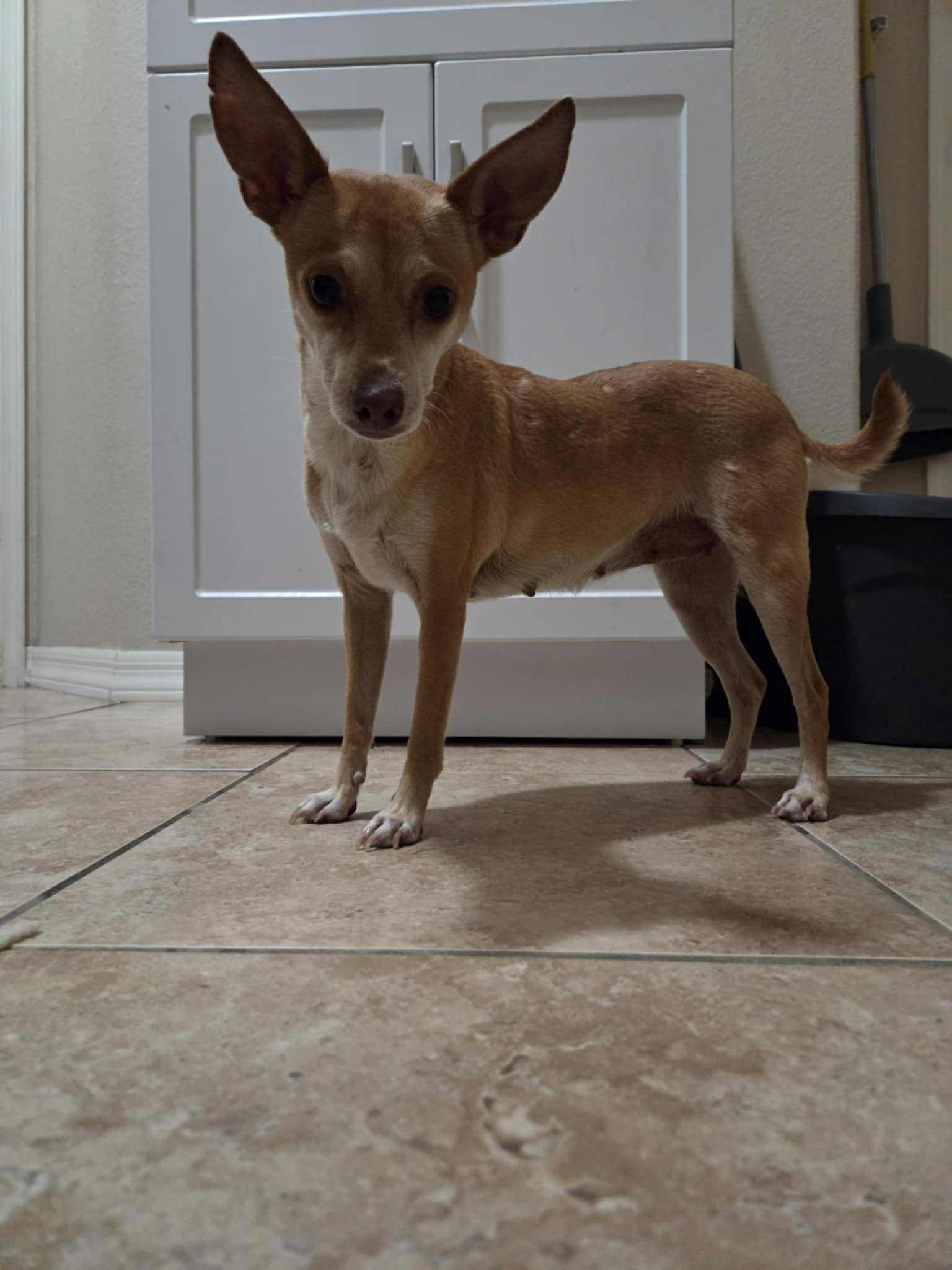Gigi, Adoptable, Adult Female Chihuahua.