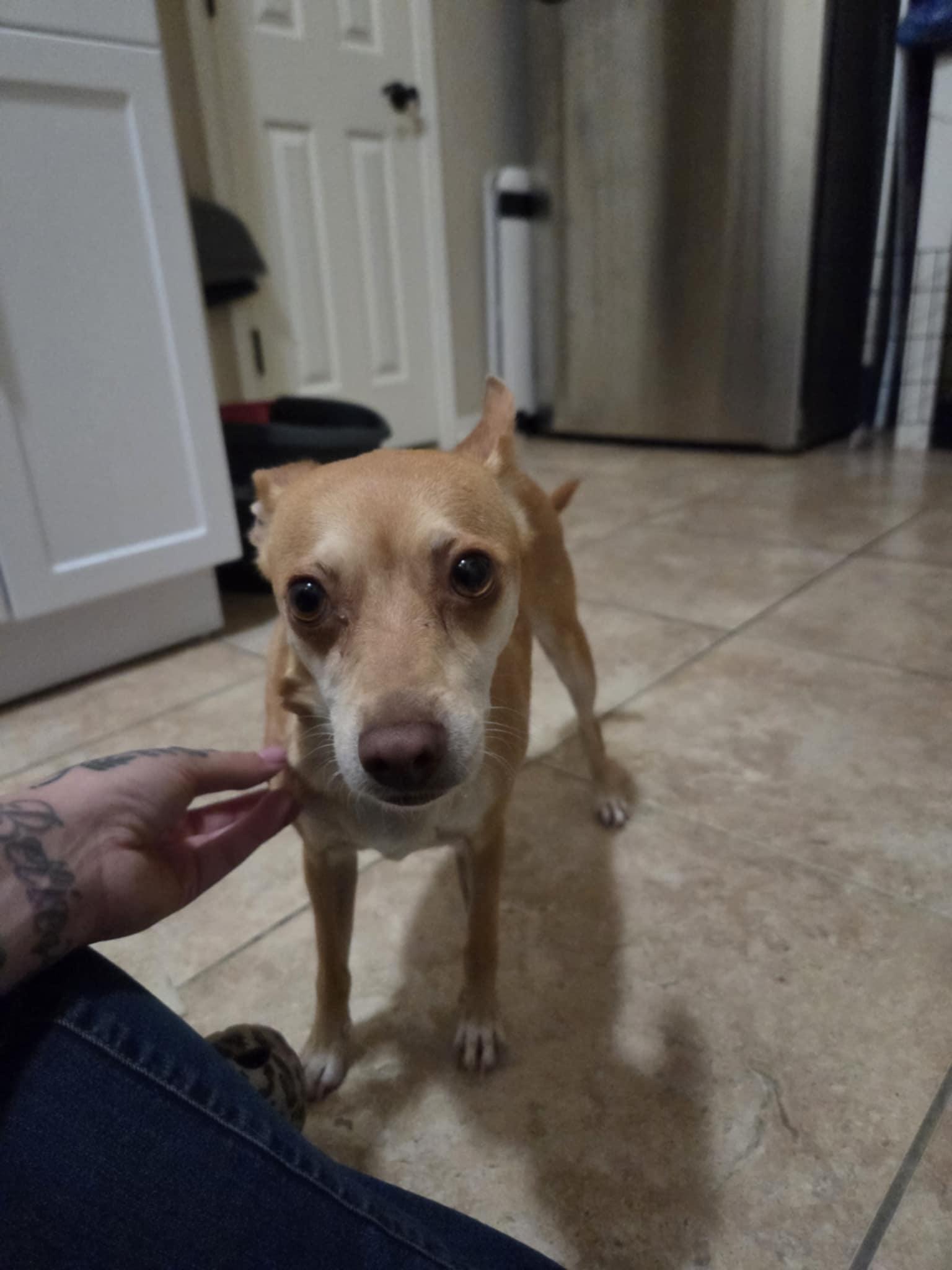 Gigi, an adoptable Chihuahua in Saint David, AZ, 85630 | Photo Image 1