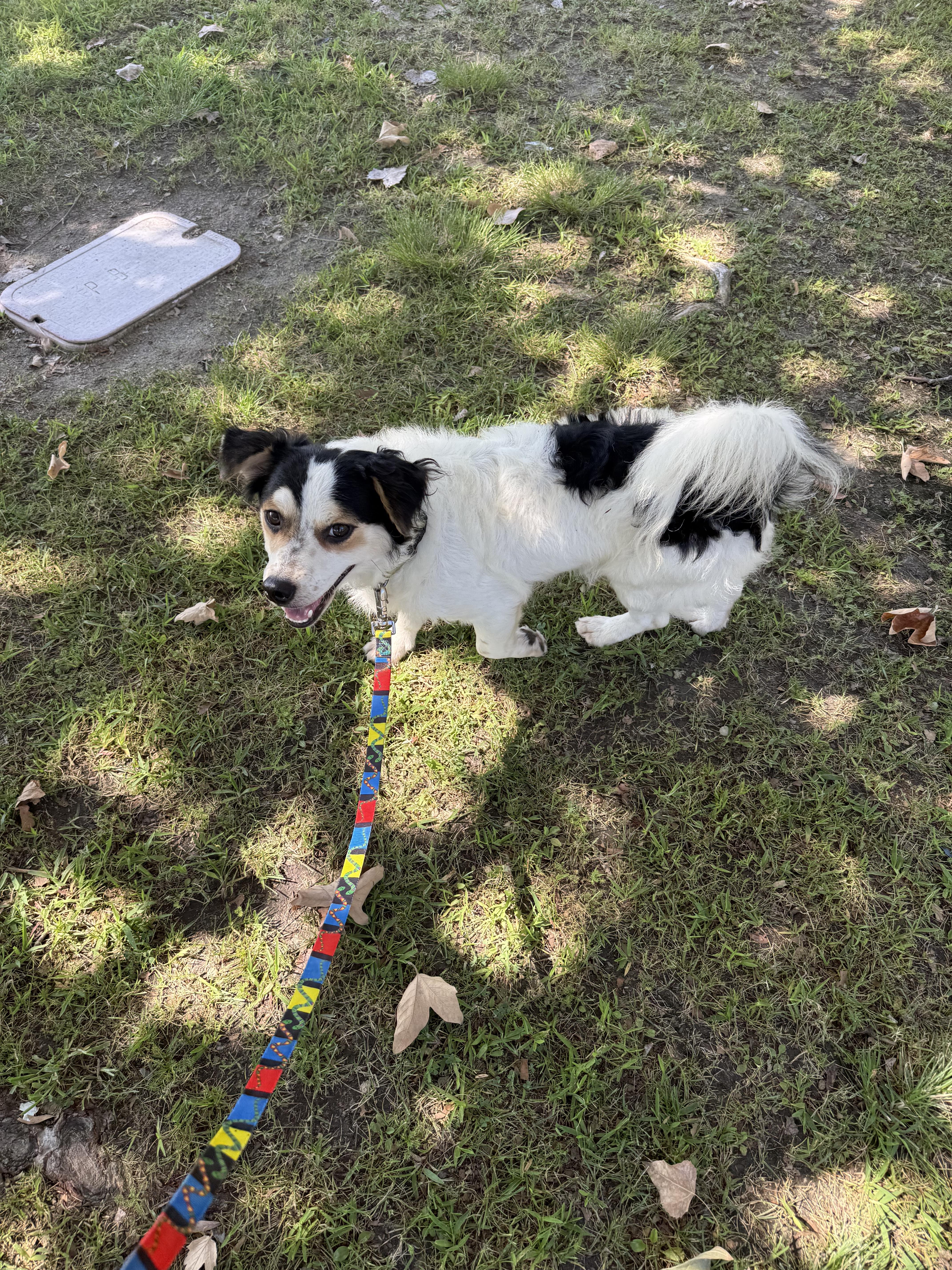 Enlarge Panda, a Adoptable mixed breed in Chula Vista, CA image 3/6
