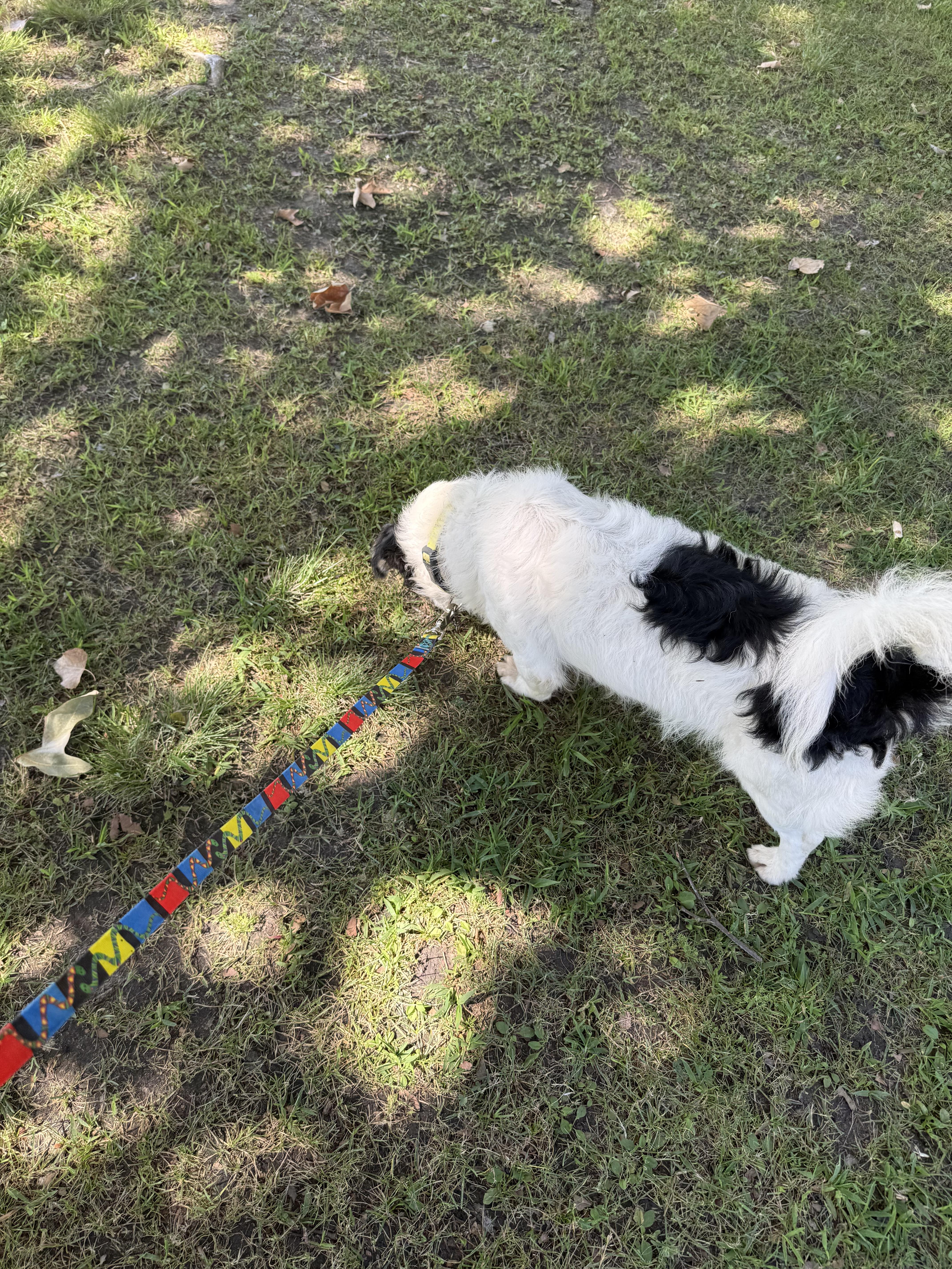 Enlarge Panda, a Adoptable mixed breed in Chula Vista, CA image 4/6
