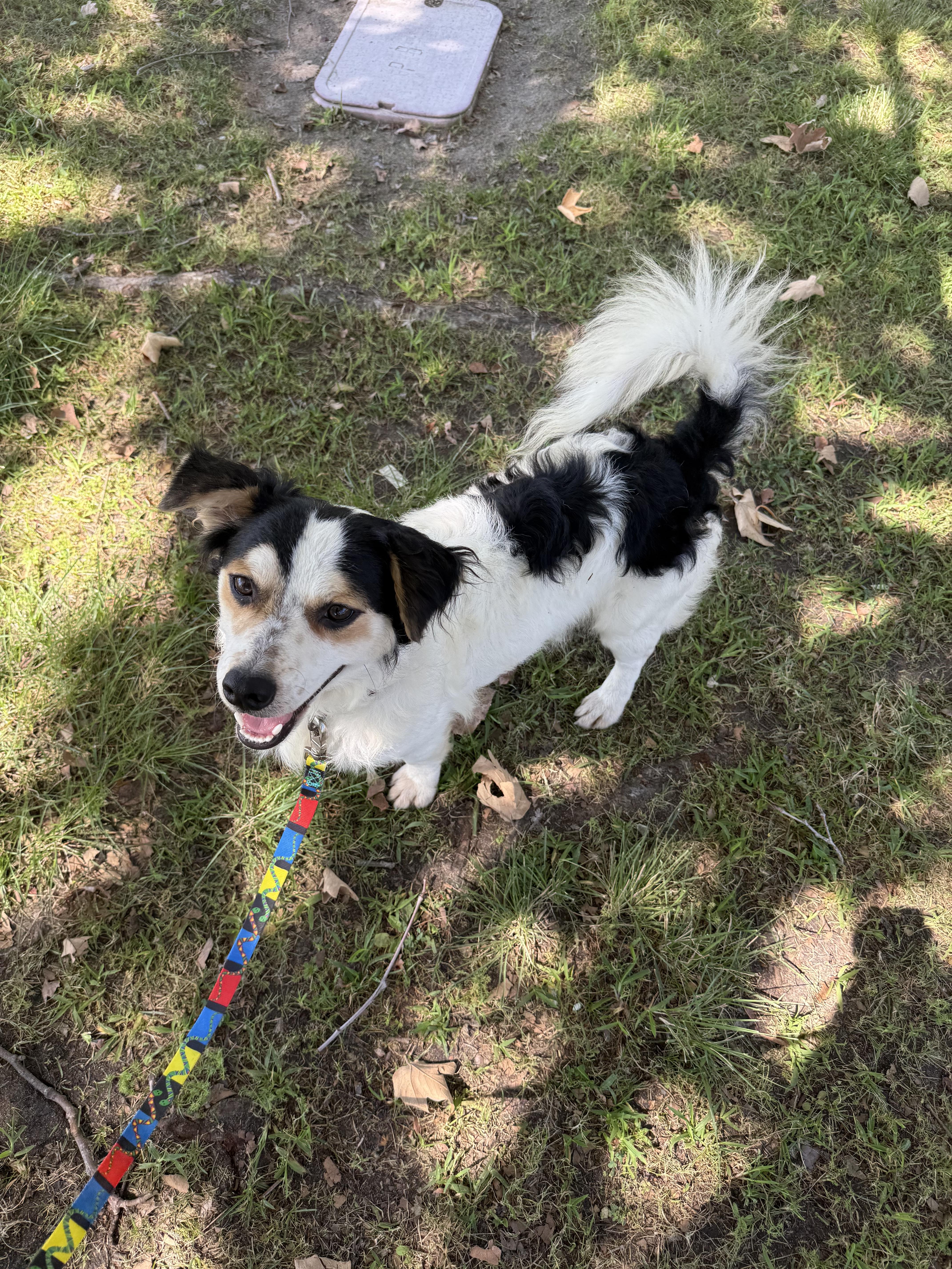 Enlarge Panda, a Adoptable mixed breed in Chula Vista, CA image 1/6