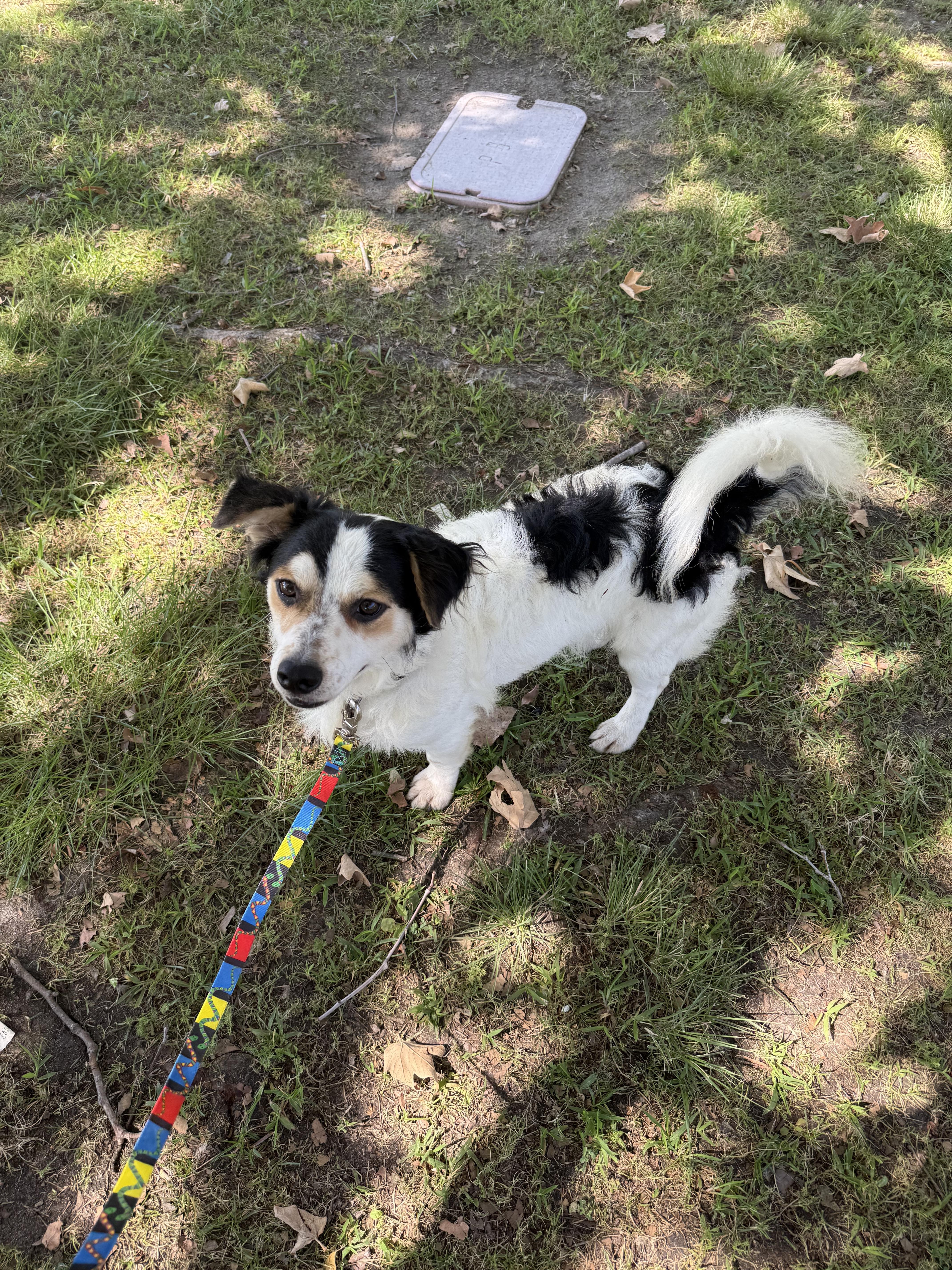 Enlarge Panda, a Adoptable mixed breed in Chula Vista, CA image 2/6