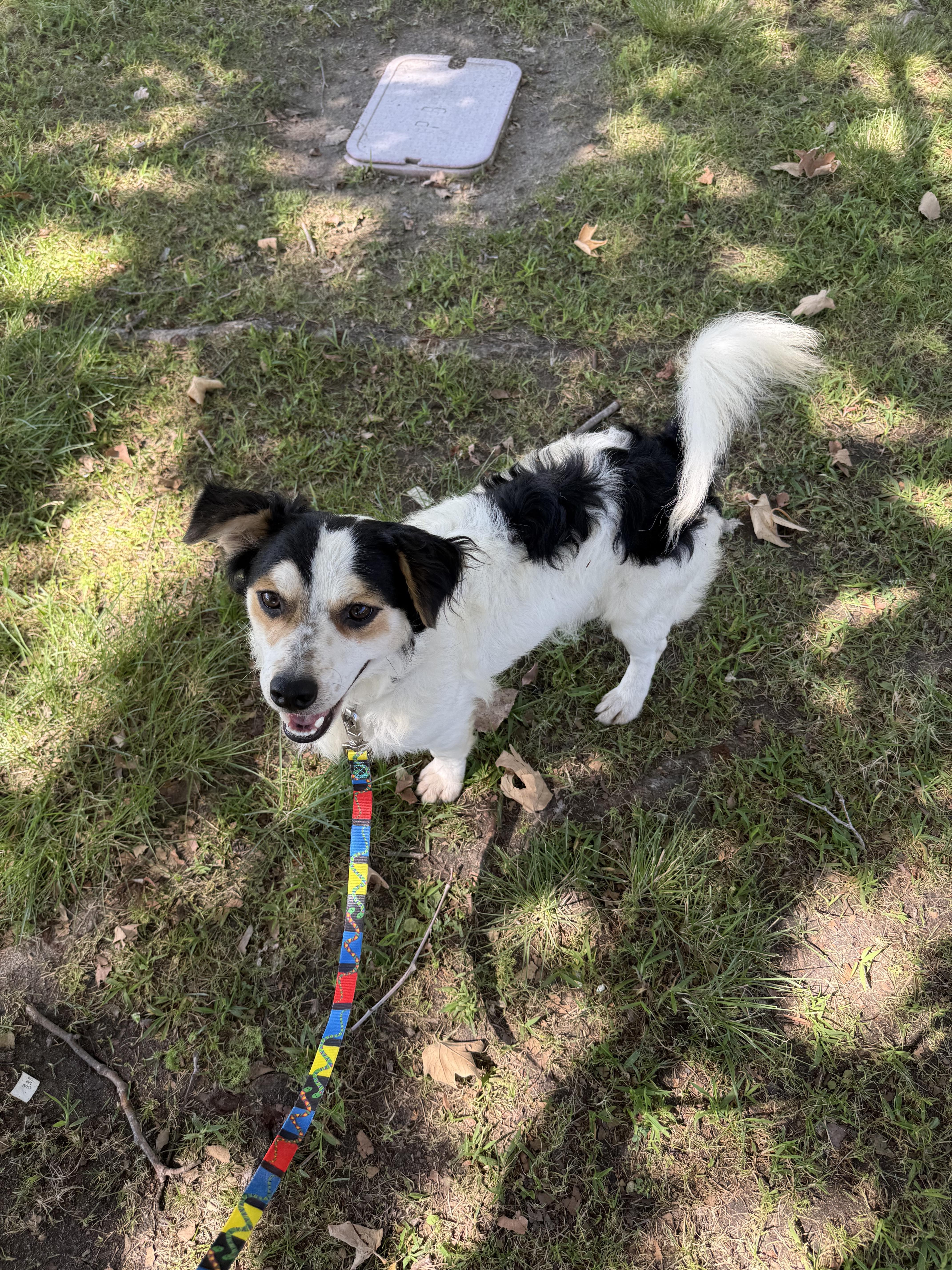 Enlarge Panda, a Adoptable mixed breed in Chula Vista, CA image 5/6