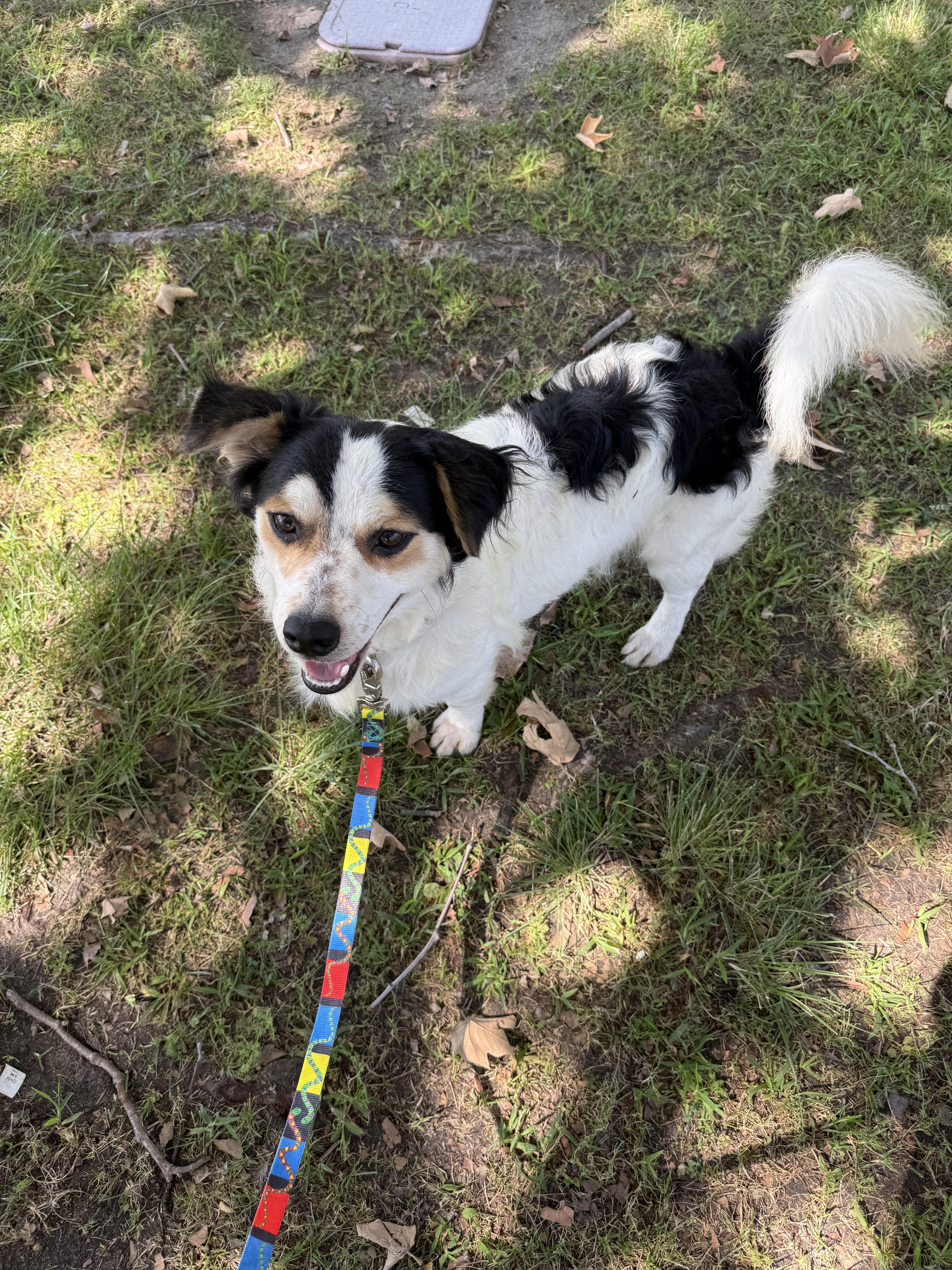 Enlarge Panda, a Adoptable mixed breed in Chula Vista, CA image 6/6
