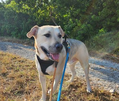 Captain, adopted, Adult Male Siberian Husky & German Shepherd Dog.