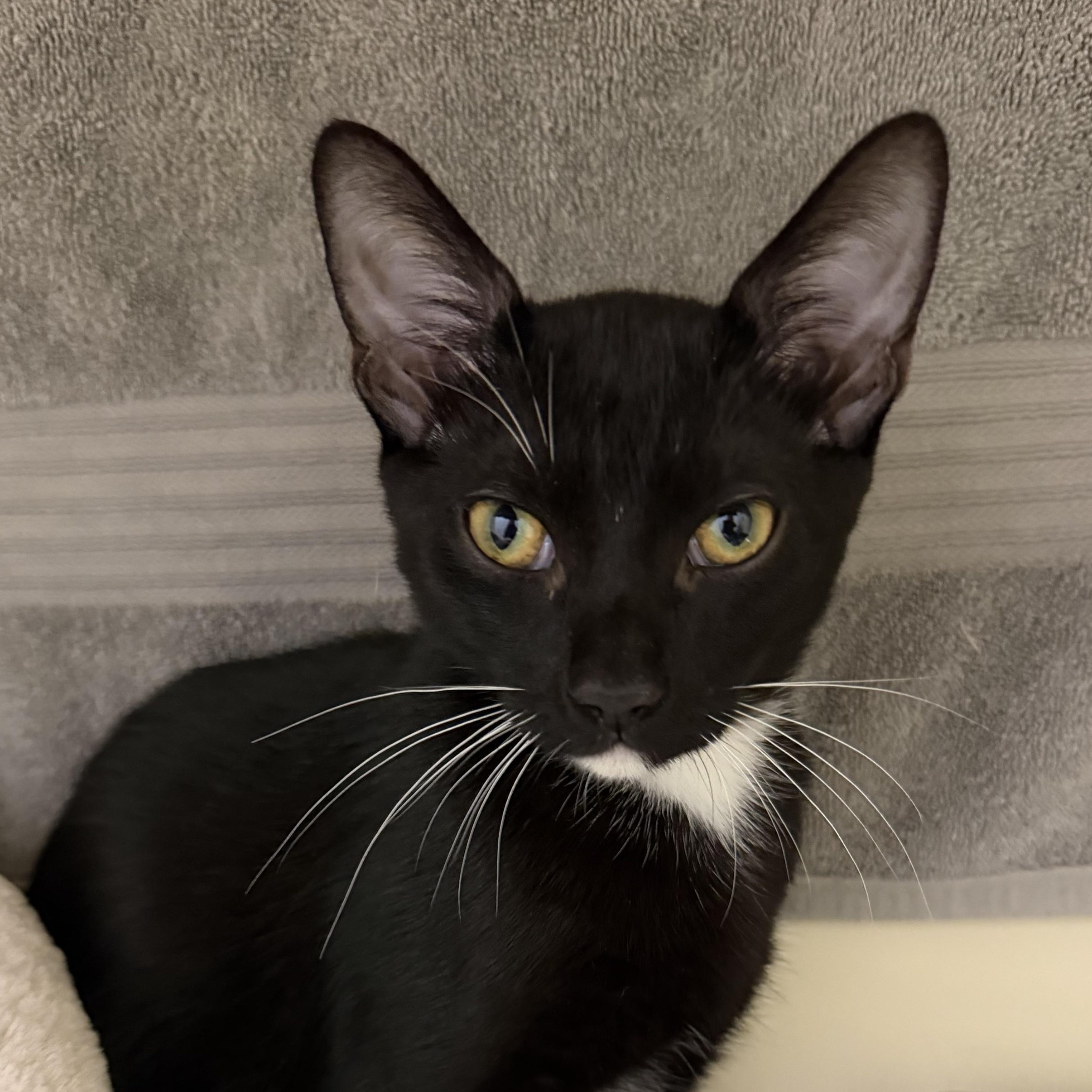 Blake, an adopted Domestic Short Hair in Cooperstown, NY image 2/2