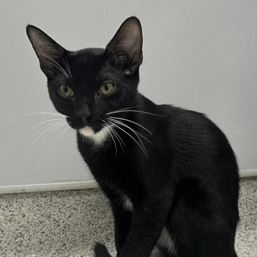 Blake, adopted, Kitten Male Domestic Short Hair.